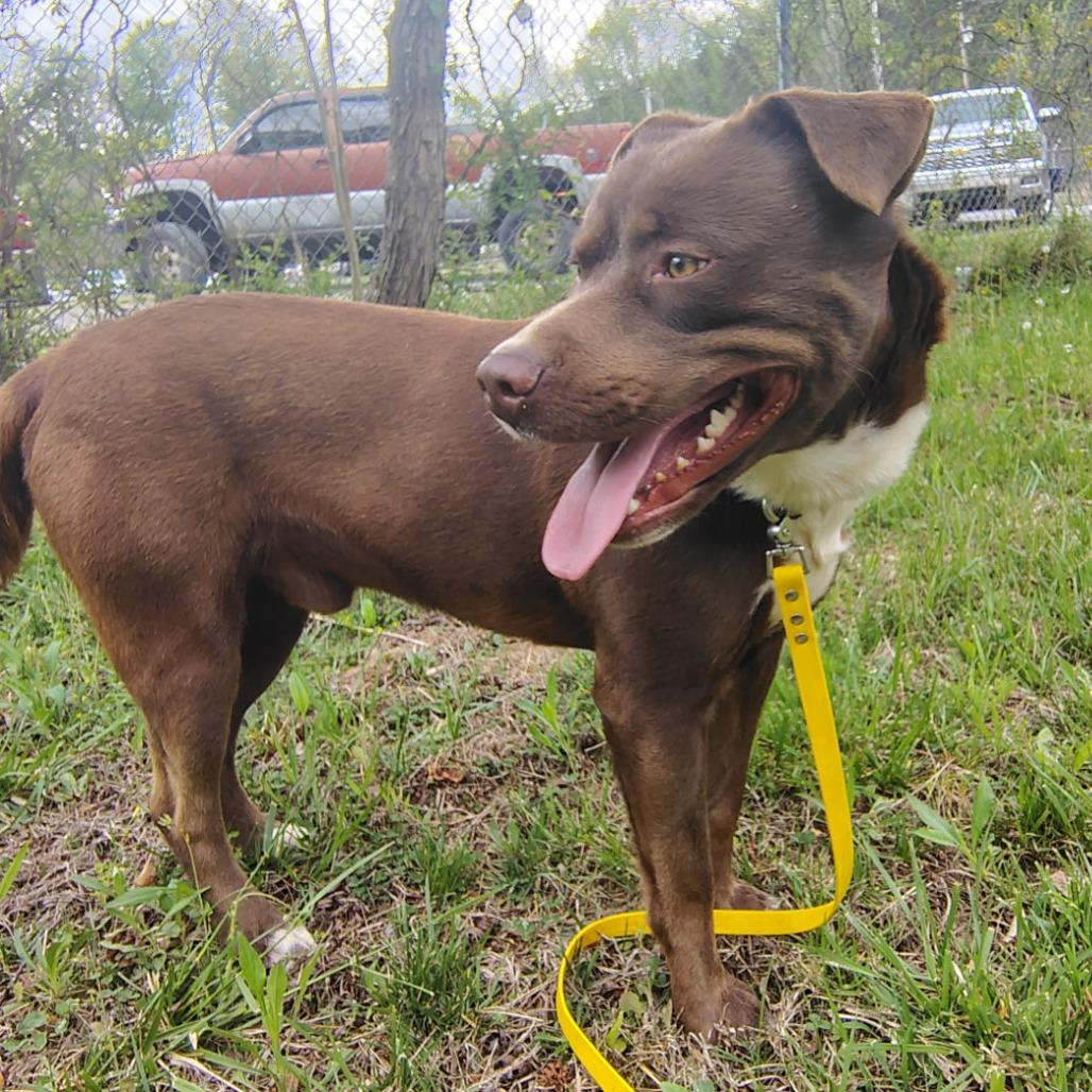 Enlarge Brownie, a Adoptable Mixed Breed in Evensville, TN image 2/6