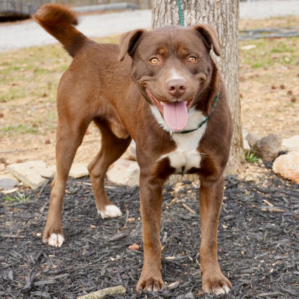 Enlarge Brownie, a Adoptable Mixed Breed in Evensville, TN image 2/3