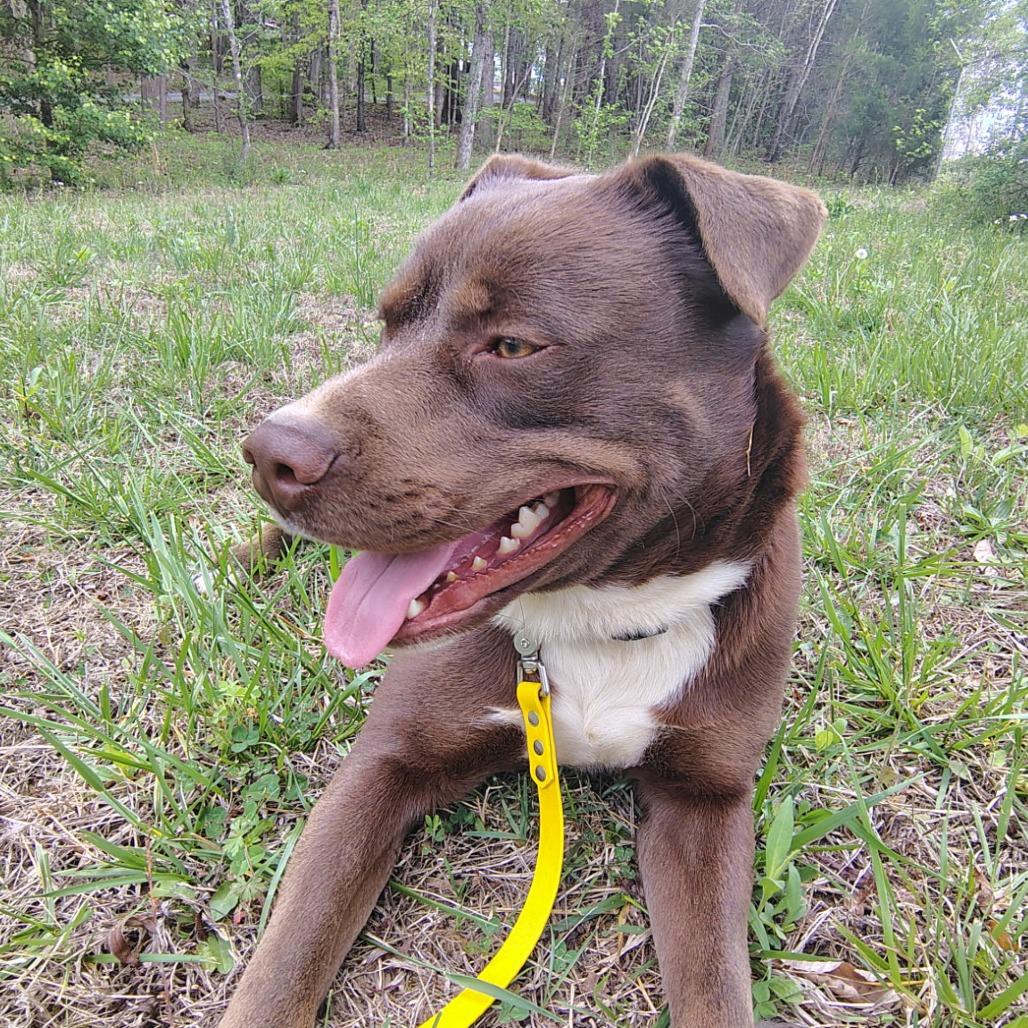 Enlarge Brownie, a Adoptable Mixed Breed in Evensville, TN image 5/6