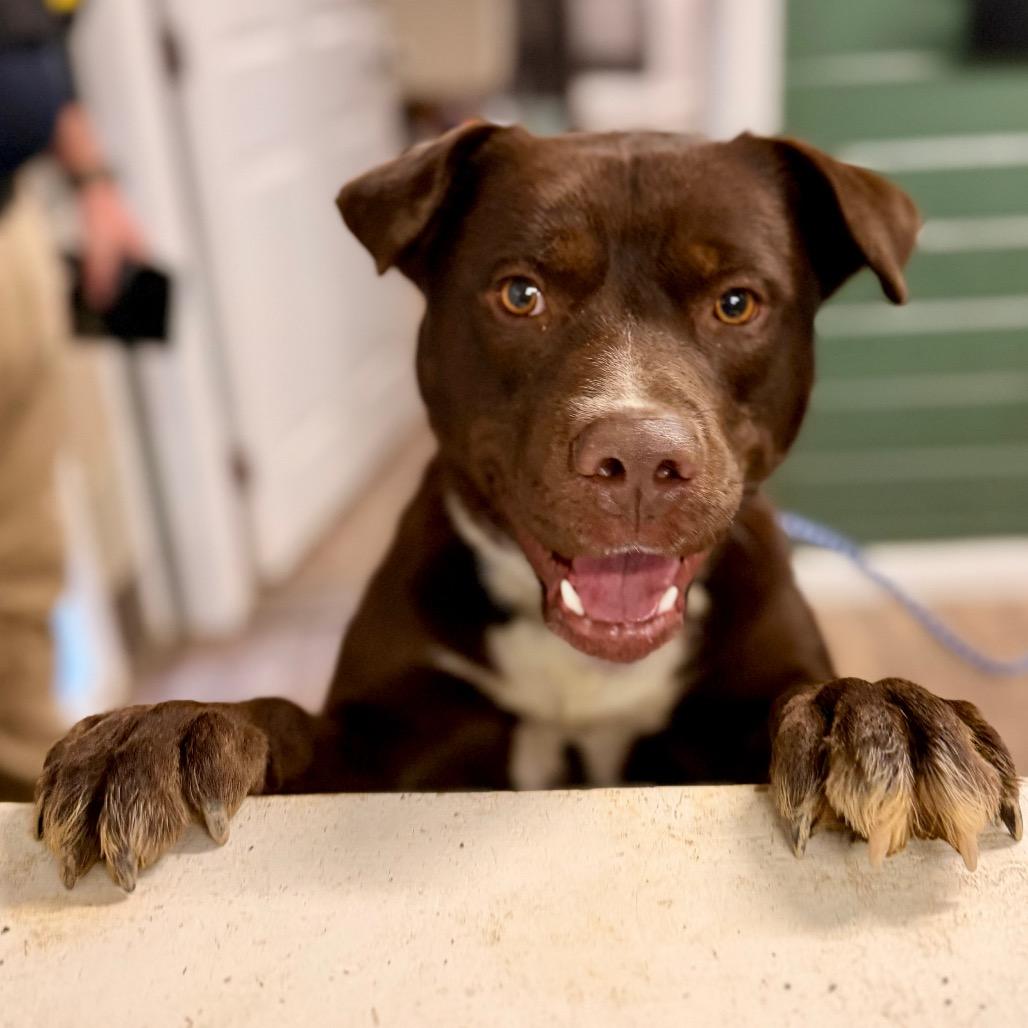 Enlarge Brownie, a Adoptable Mixed Breed in Evensville, TN image 3/3