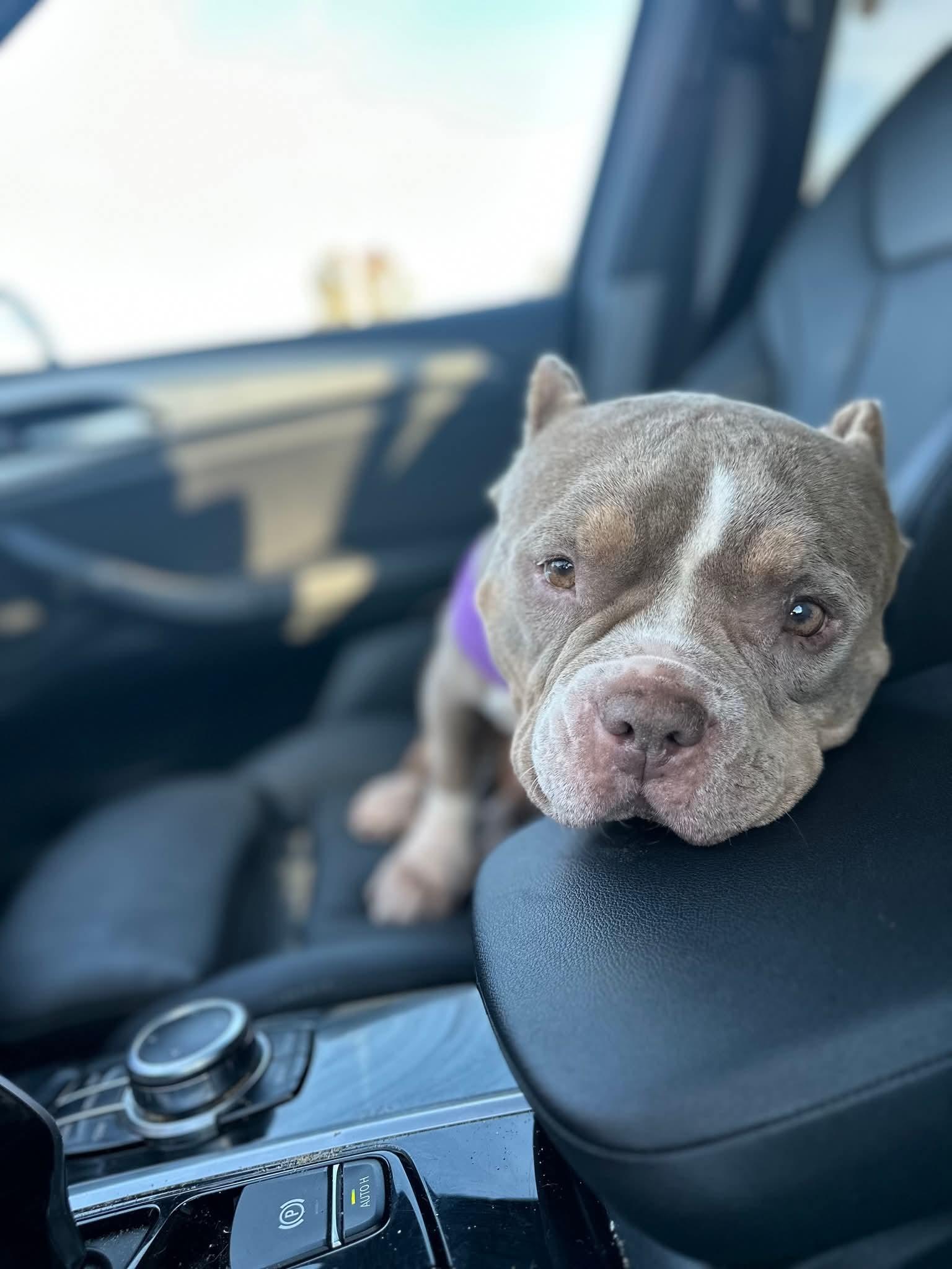 Enlarge Noodles, a ADOPTABLE American Bully in Nashville, TN image 2/3