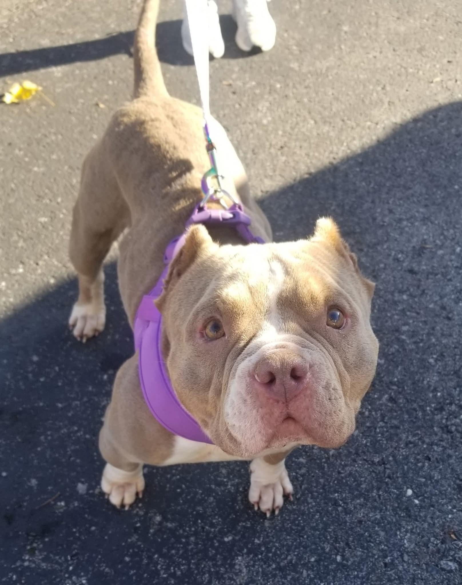 Enlarge Noodles, a ADOPTABLE American Bully in Nashville, TN image 3/3