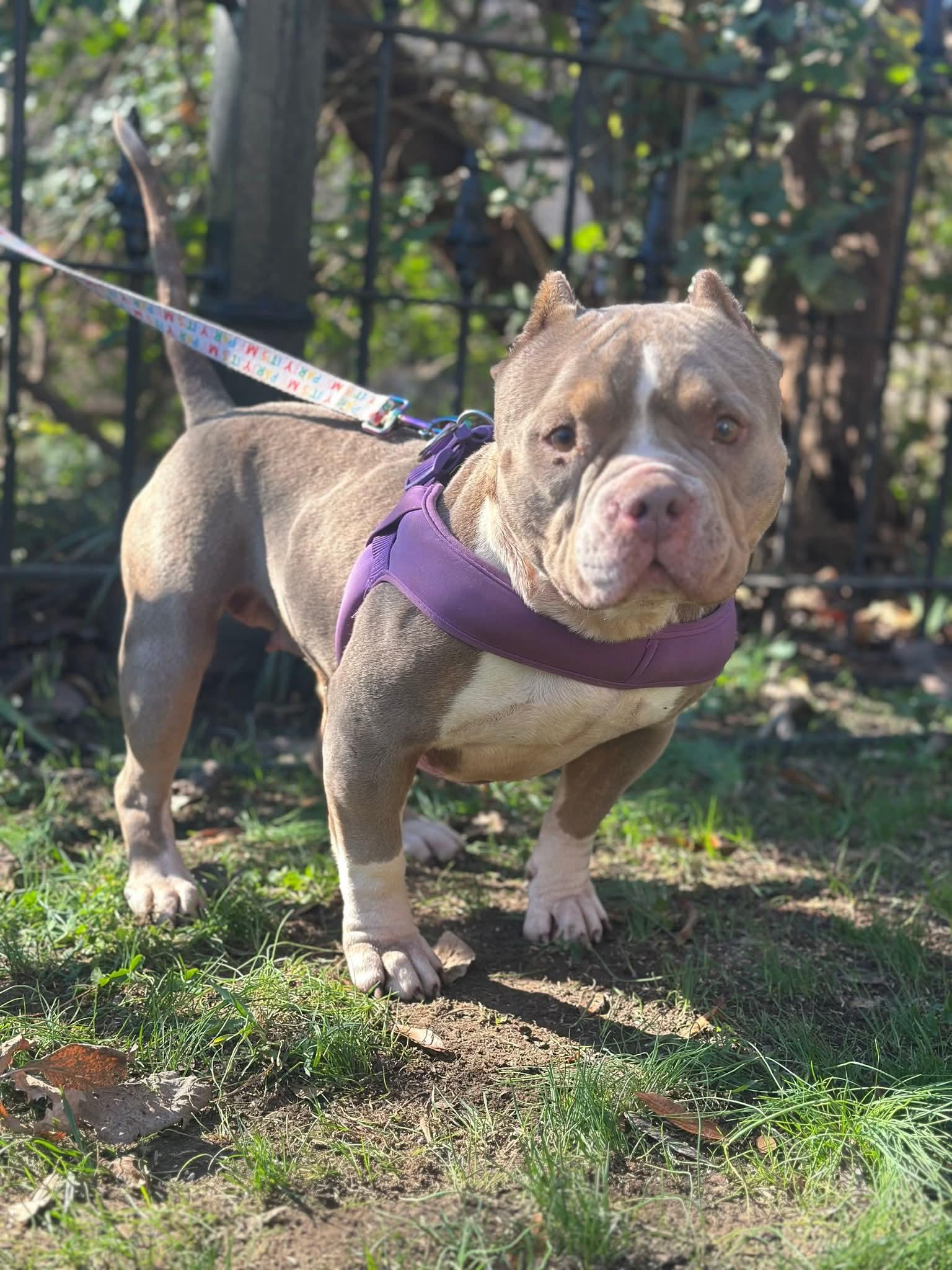 Enlarge Noodles, a ADOPTABLE American Bully in Nashville, TN image 1/3