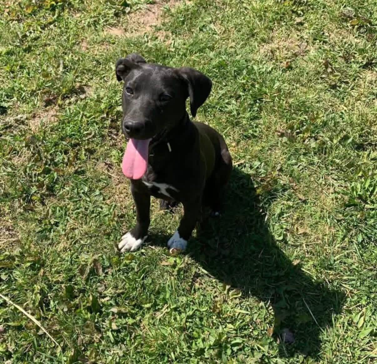 Bud, ADOPTABLE, Young Male Labrador Retriever.