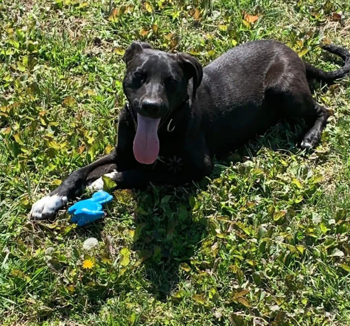 Enlarge Bud, a ADOPTABLE mixed breed in Chattanooga, TN image 2/2