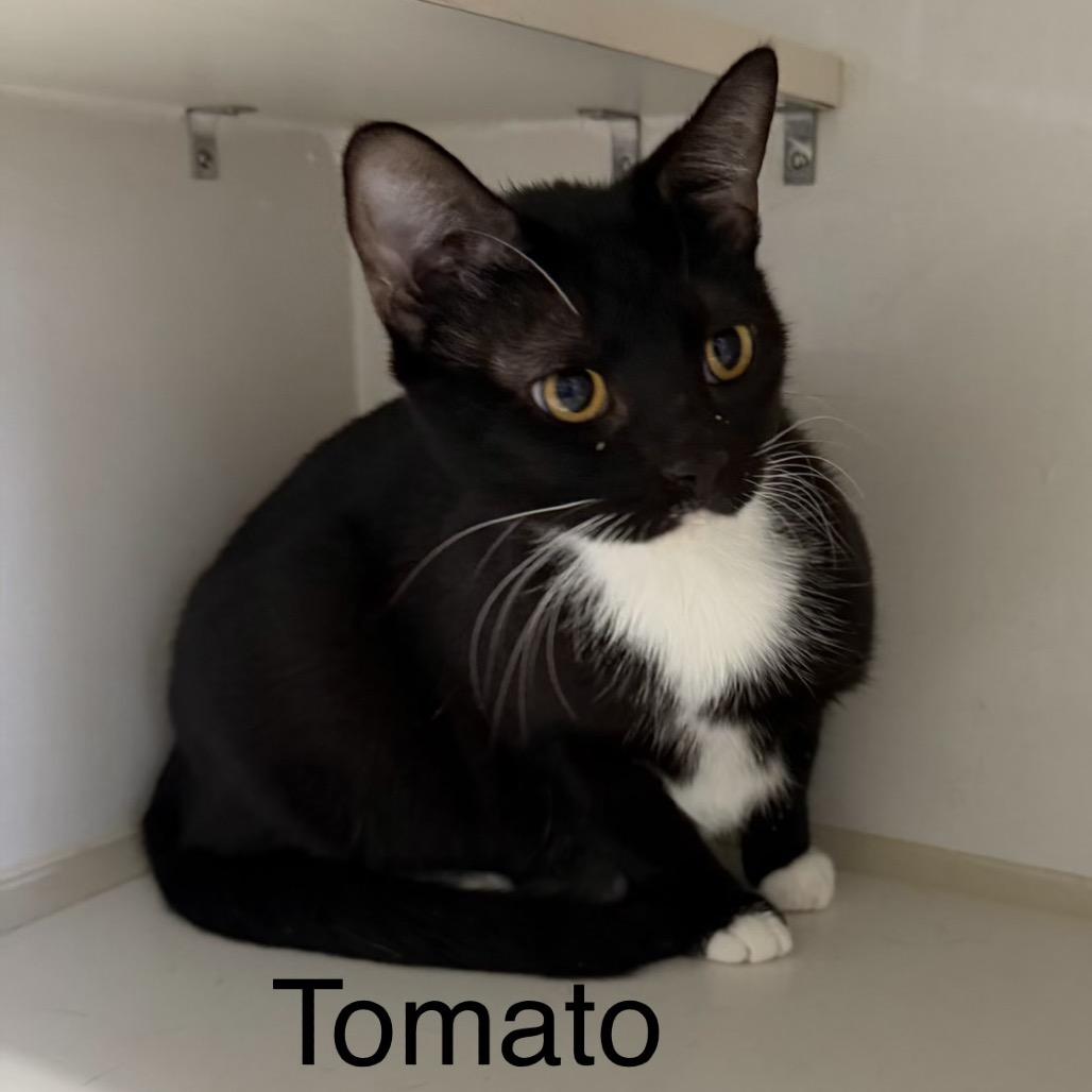 Enlarge Tomato, a Adoptable Domestic Short Hair in Floresville, TX image 1/2
