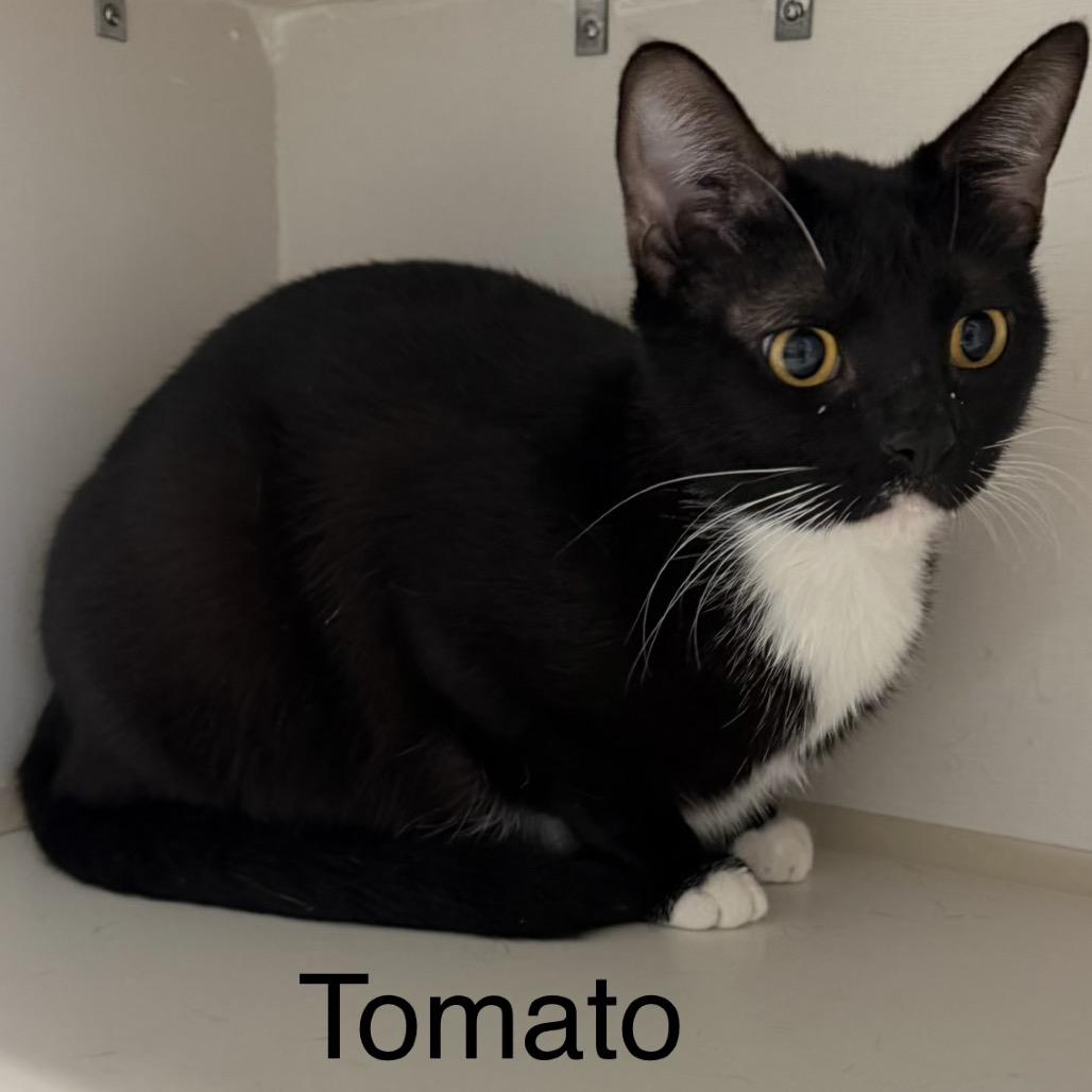 Enlarge Tomato, a Adoptable Domestic Short Hair in Floresville, TX image 2/2