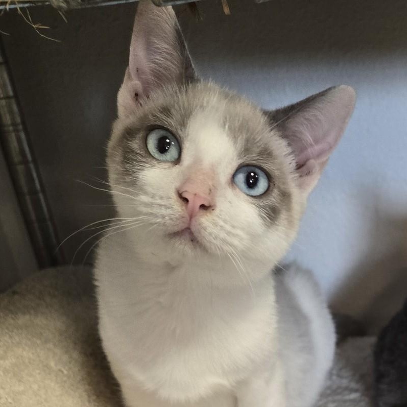 Enlarge Marie, an adoptable mixed breed in Eureka, CA image 2/4