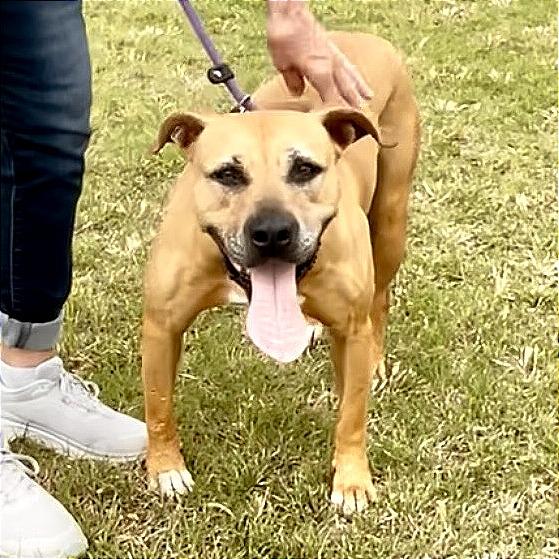 Lizzie, Adoptable, Senior Female Labrador Retriever & Mixed Breed.