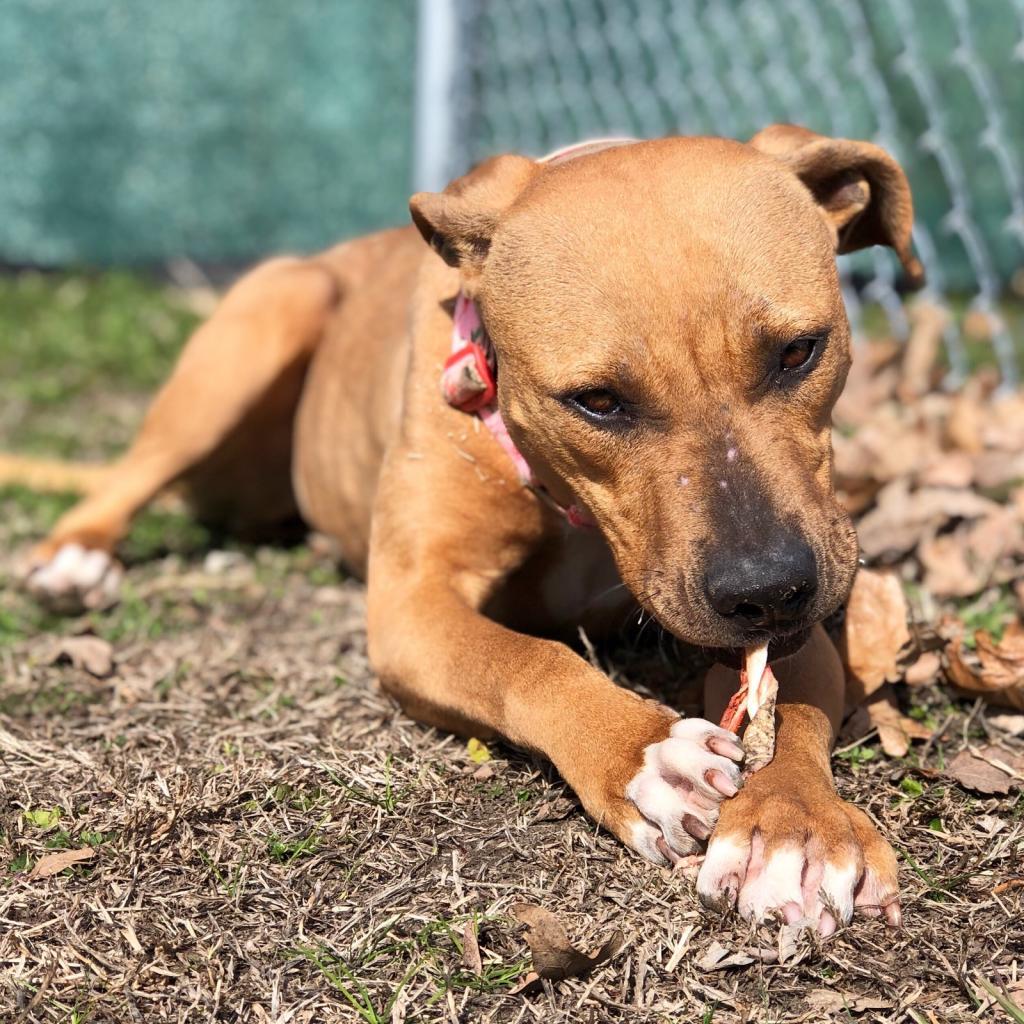Enlarge Lizzie, a Adoptable mixed breed in Denison, TX image 2/6