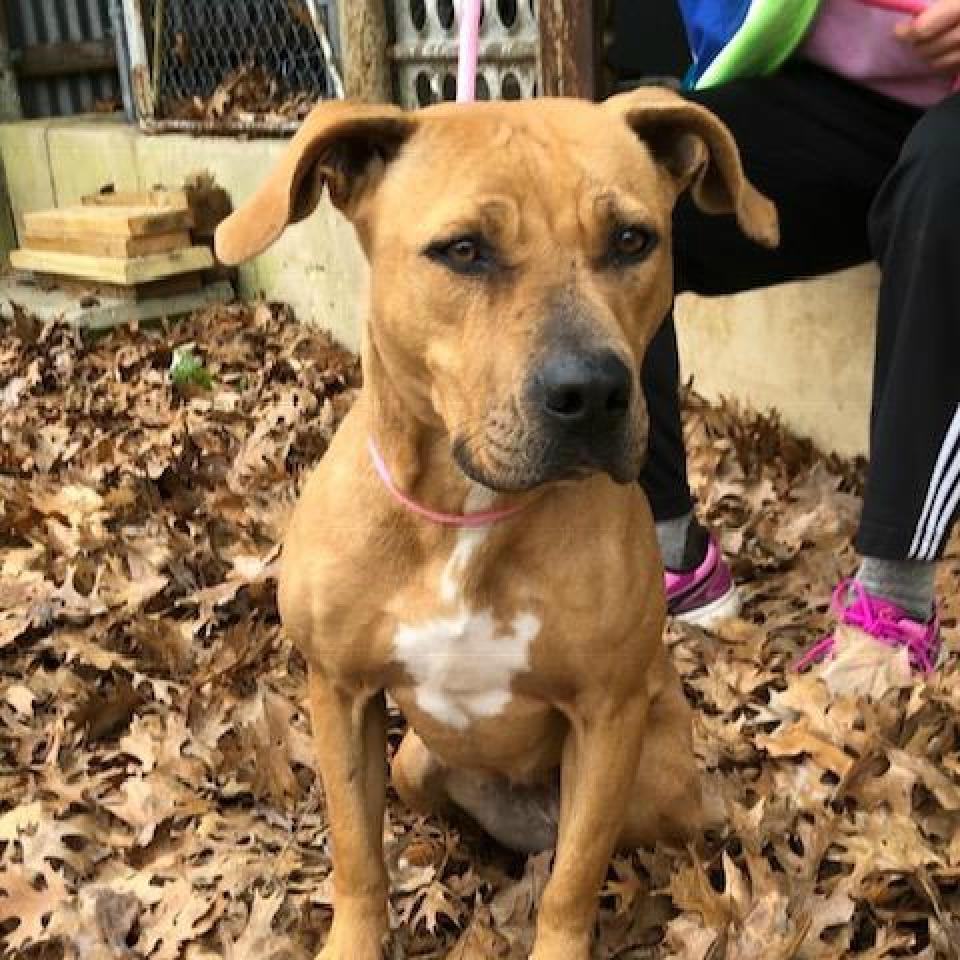 Enlarge Lizzie, a Adoptable mixed breed in Denison, TX image 3/6