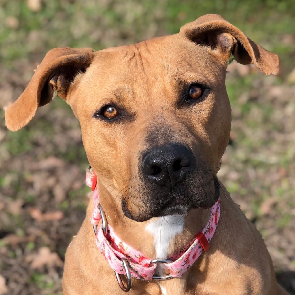 Enlarge Lizzie, a Adoptable mixed breed in Denison, TX image 4/6