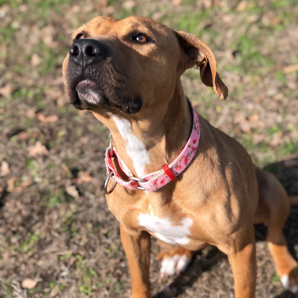 Enlarge Lizzie, a Adoptable mixed breed in Denison, TX image 5/6