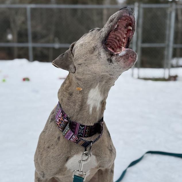 Hera, Adoptable, Adult Female Catahoula Leopard Dog & Pit Bull Terrier.