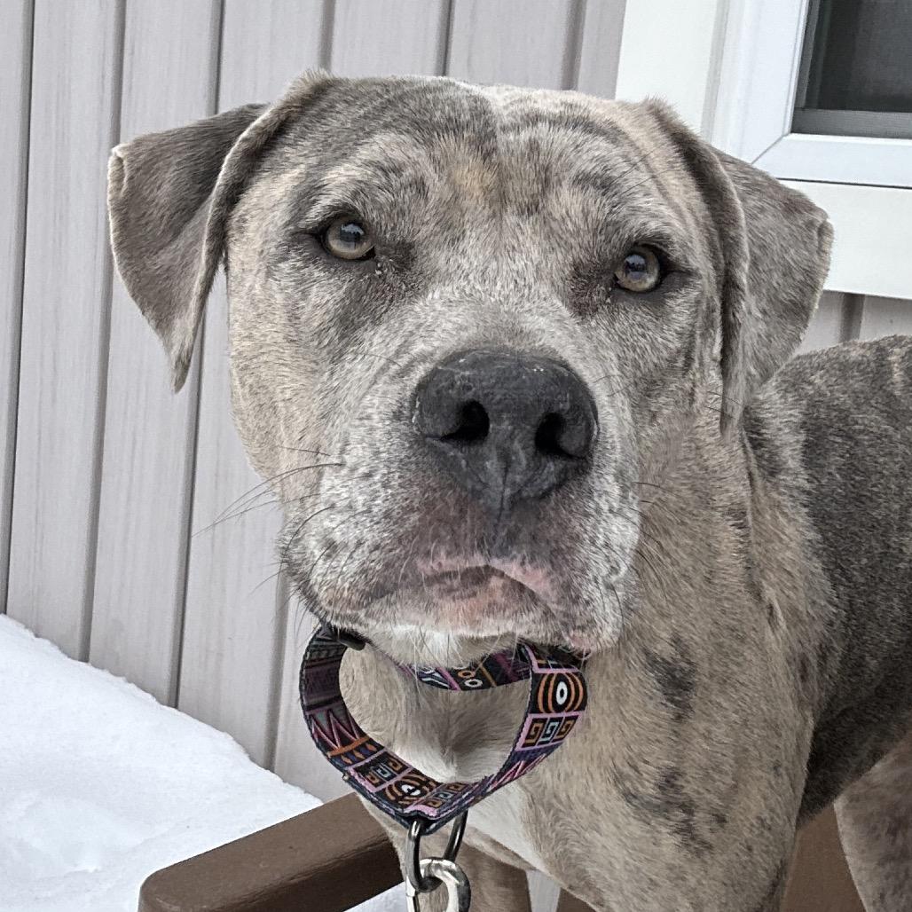 Enlarge Hera, a Adoptable mixed breed in Bedford, NH image 2/5