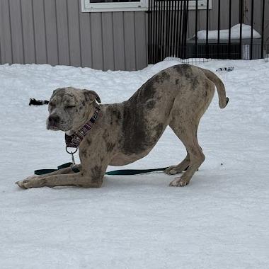 Enlarge Hera, a Adoptable mixed breed in Bedford, NH image 3/5