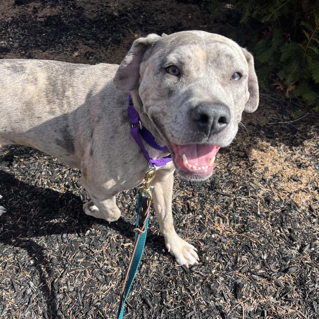 Enlarge Hera, a Adoptable mixed breed in Bedford, NH image 4/5