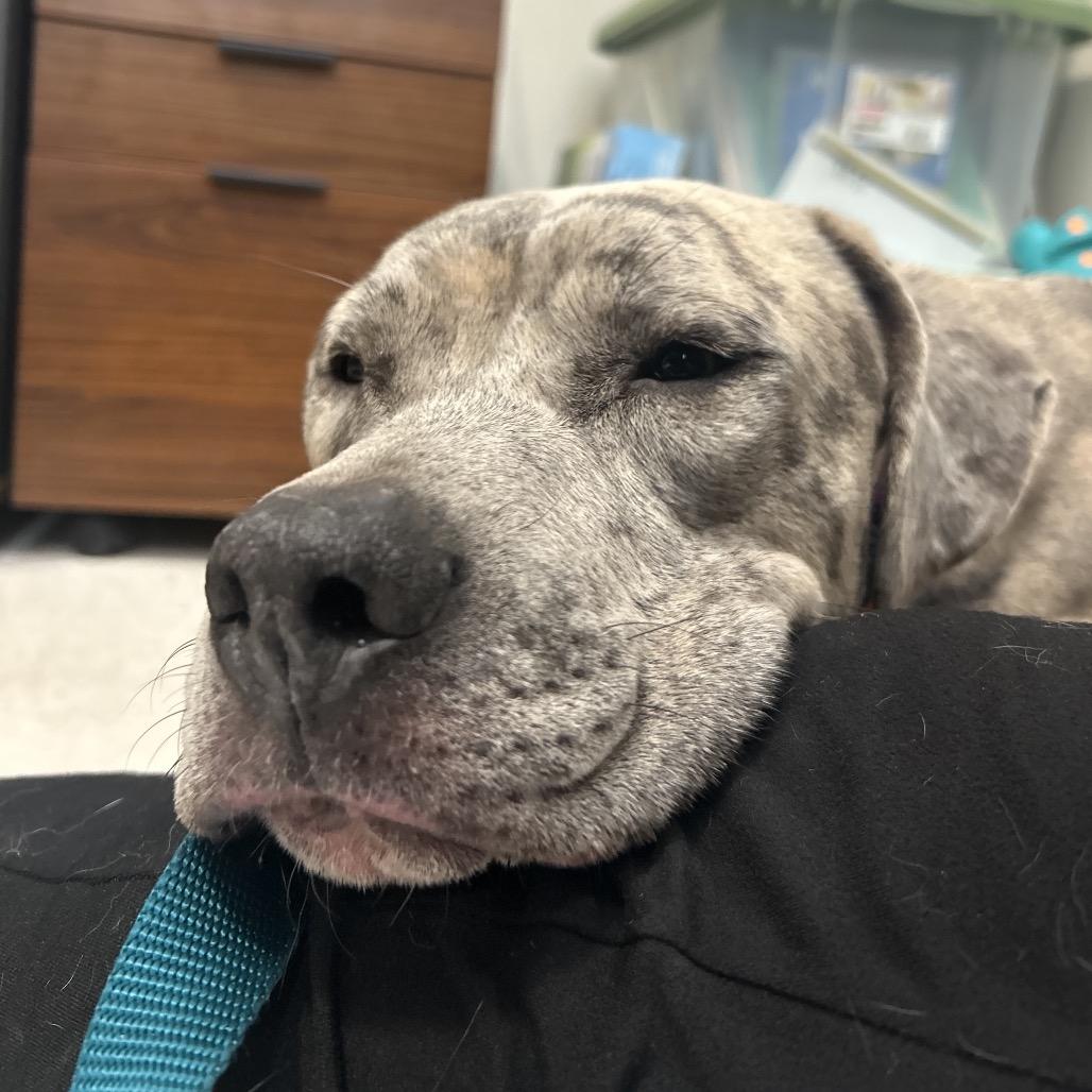 Enlarge Hera, a Adoptable mixed breed in Bedford, NH image 5/5