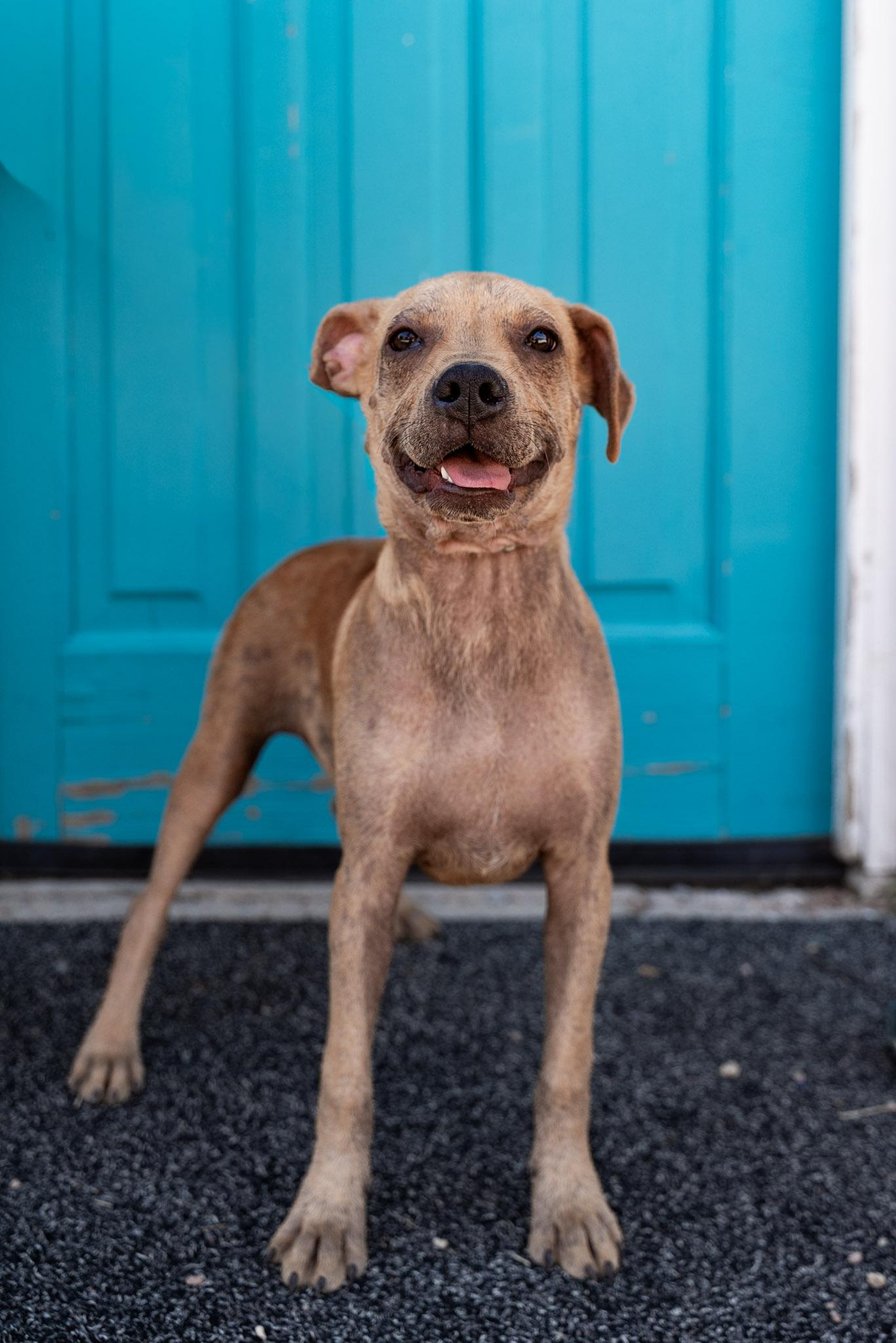 Enlarge 450-26, a ADOPTABLE mixed breed in Brighton, CO image 1/1