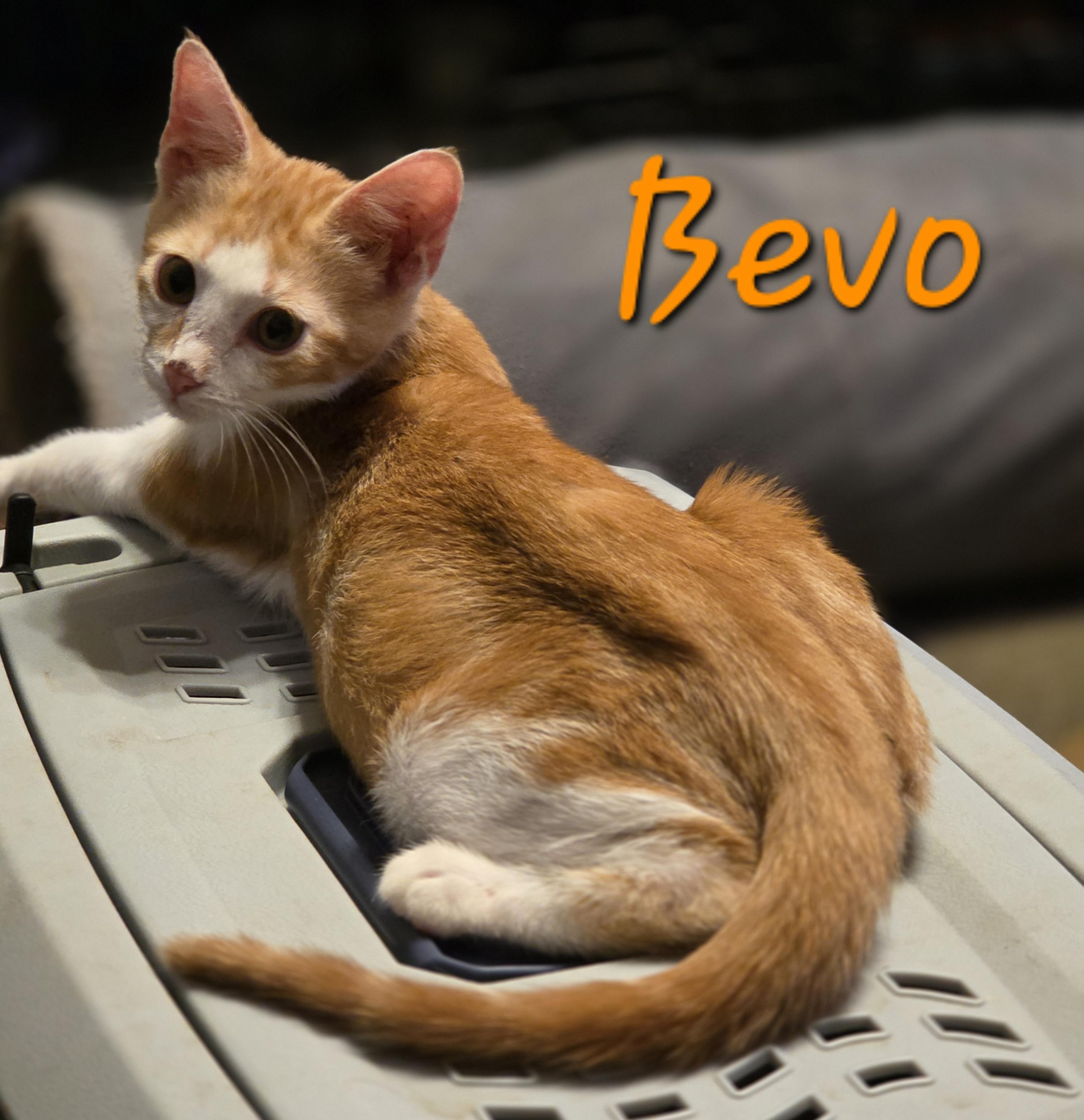 Bevo thumbnail 2