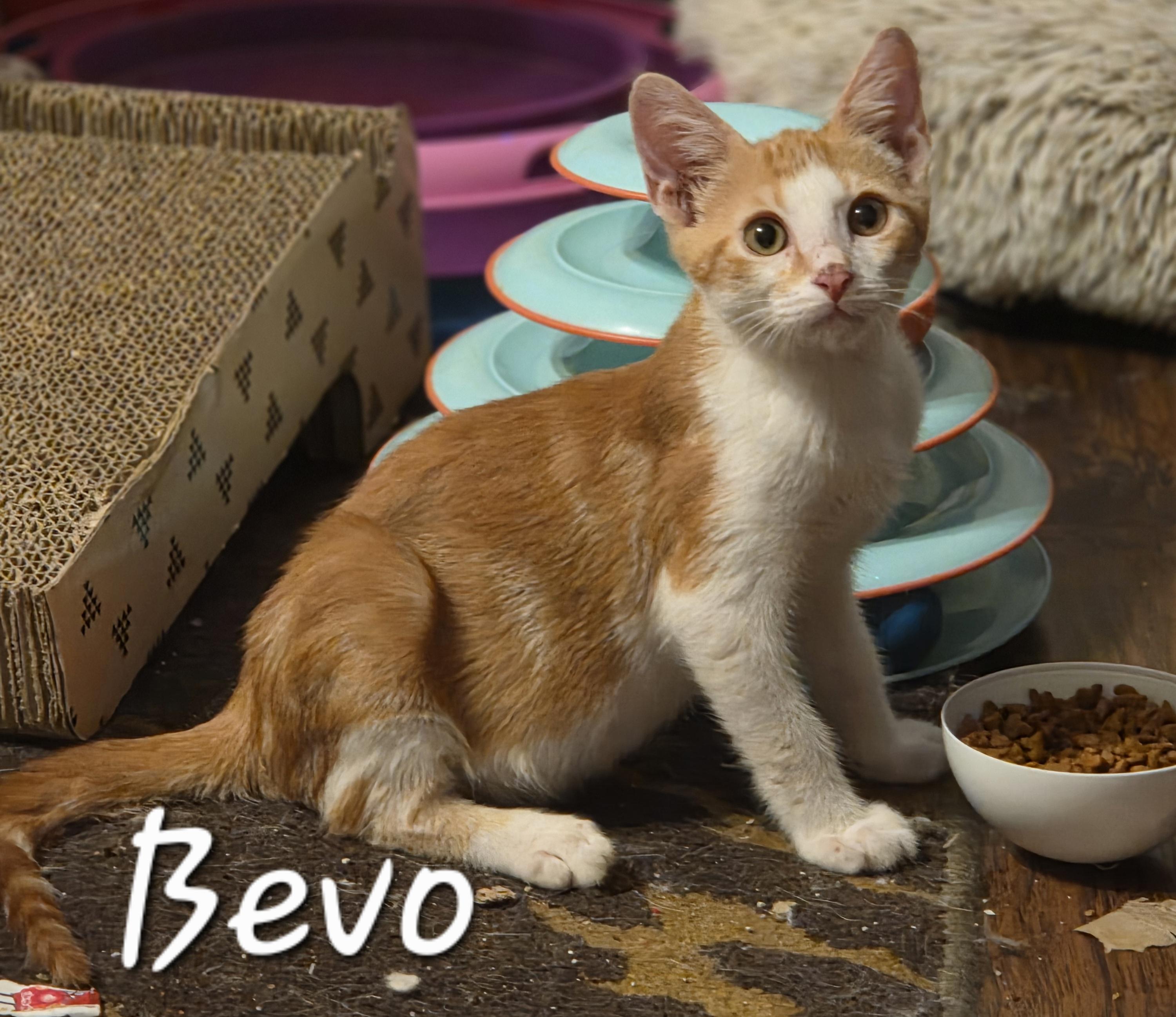 Bevo thumbnail 4