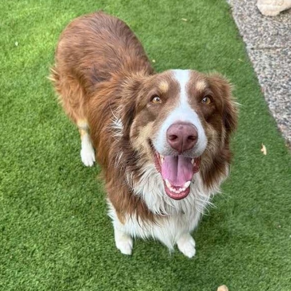 Enlarge Astro #5263, a Adopted mixed breed in Aloha, OR image 1/6