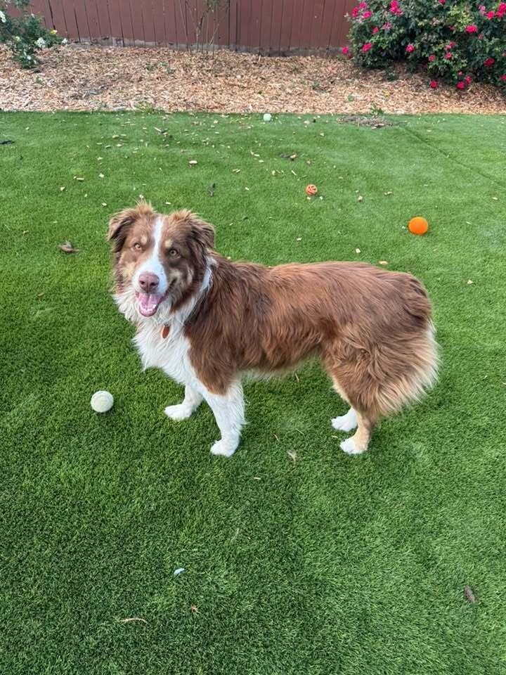 Enlarge Astro #5263, a Adopted mixed breed in Aloha, OR image 5/6