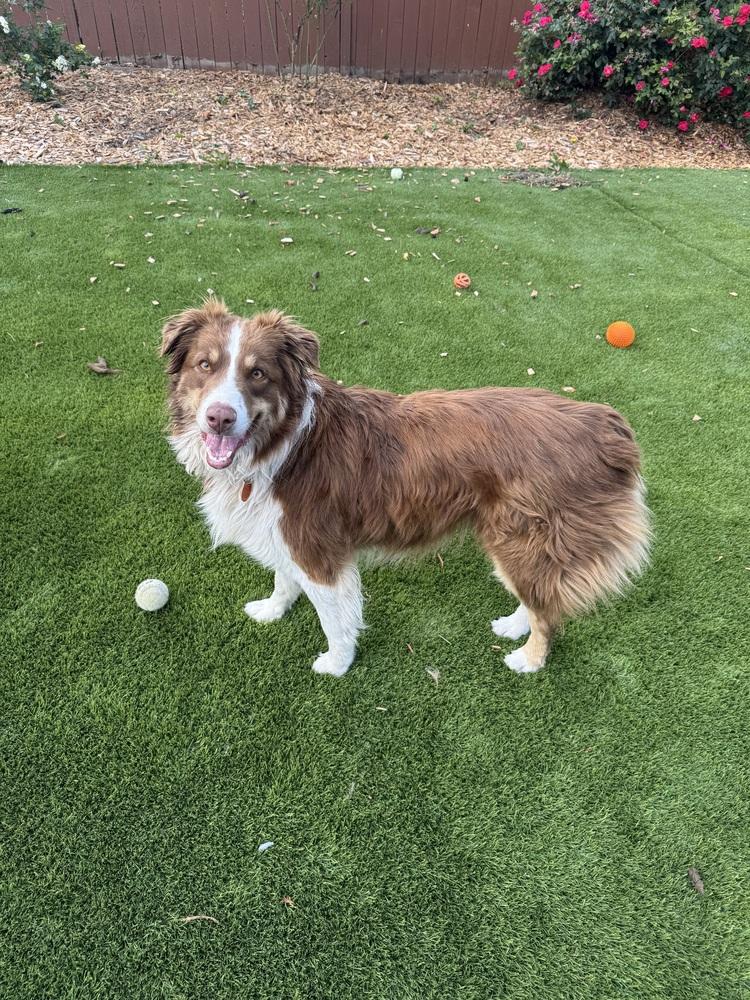Enlarge Astro #5263, a Adopted mixed breed in Aloha, OR image 6/6