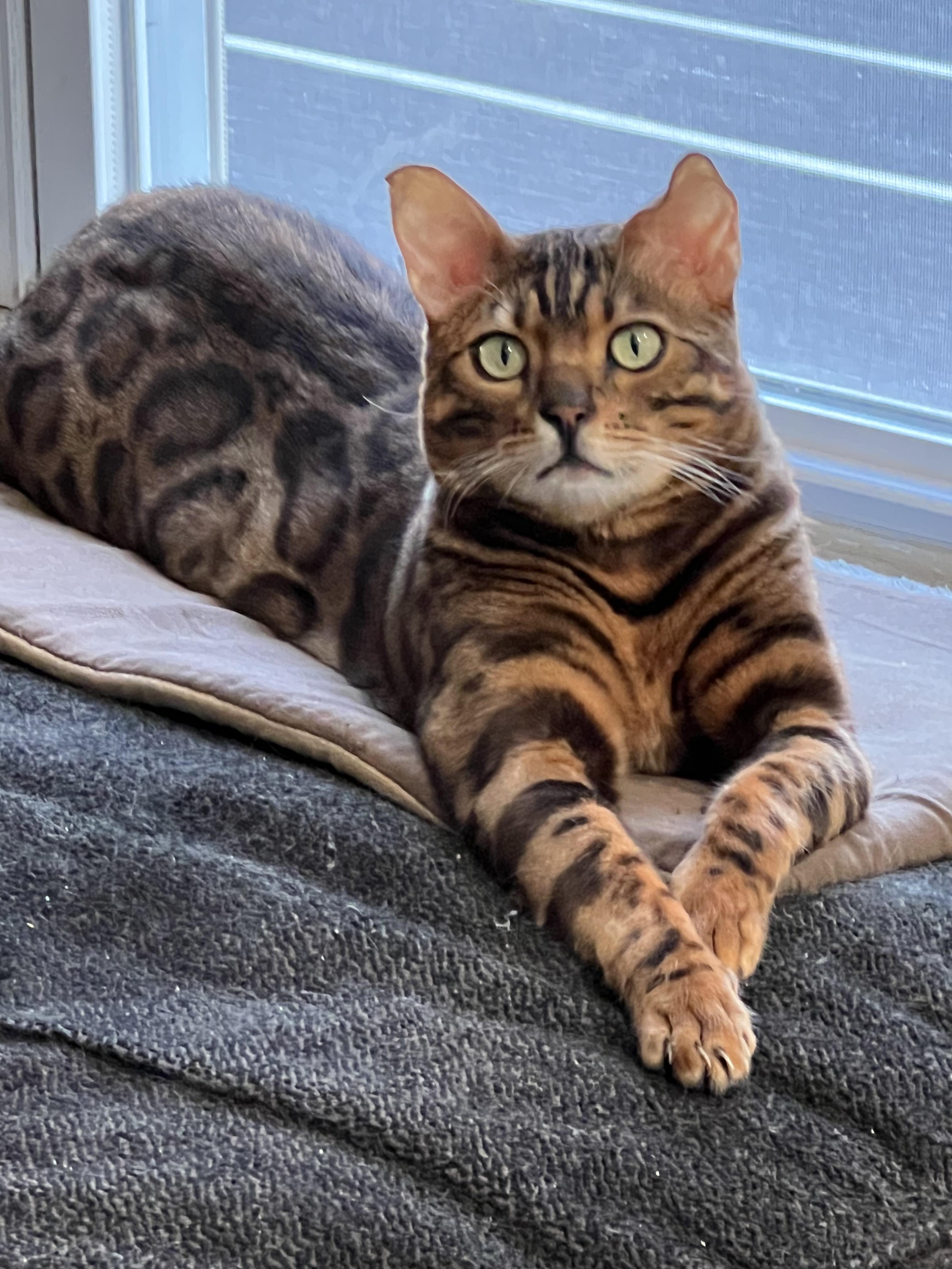 Logan, Adult Male unknown