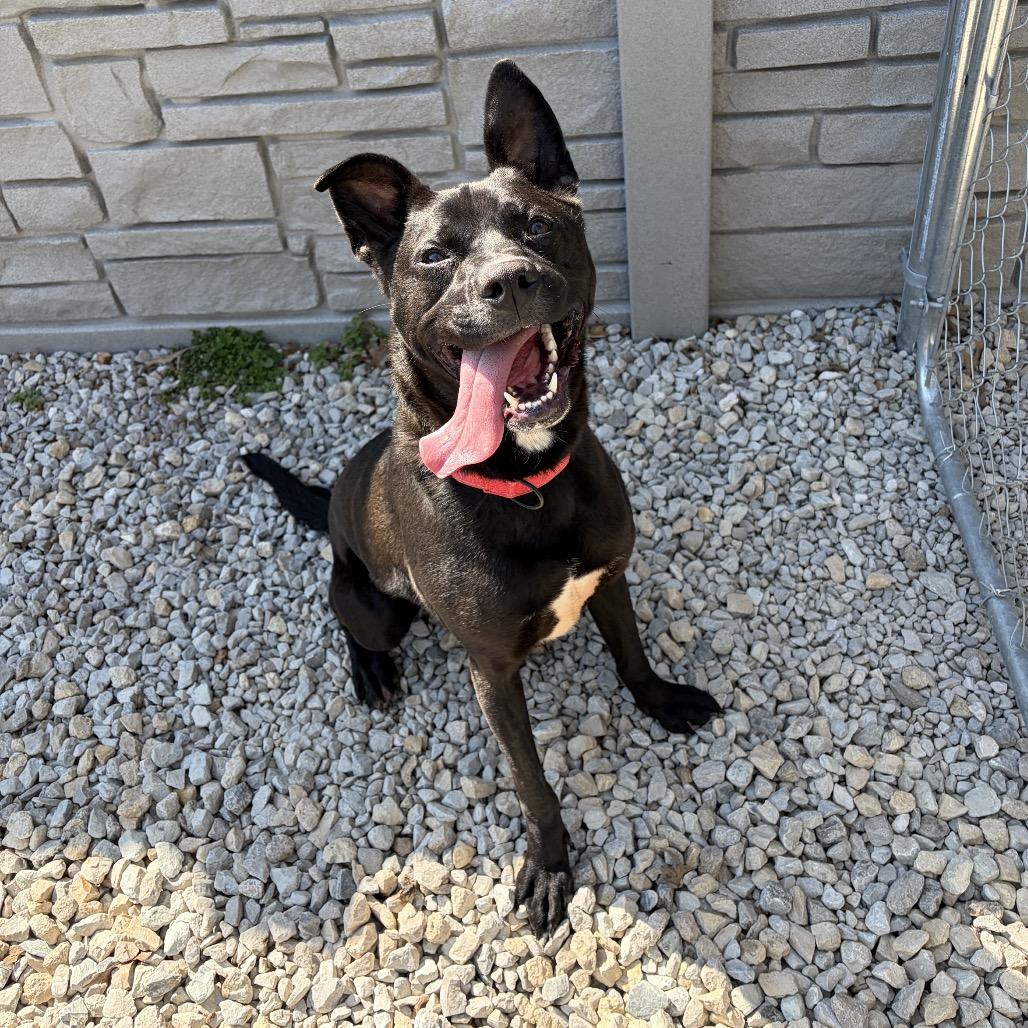 Ollie, Adoptable, Adult Male Pit Bull Terrier.