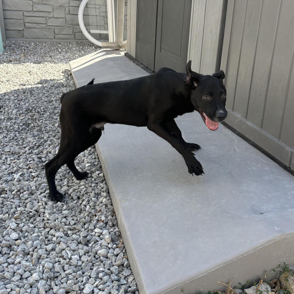 Enlarge Ollie, a Adoptable mixed breed in St. Louis, MO image 2/6