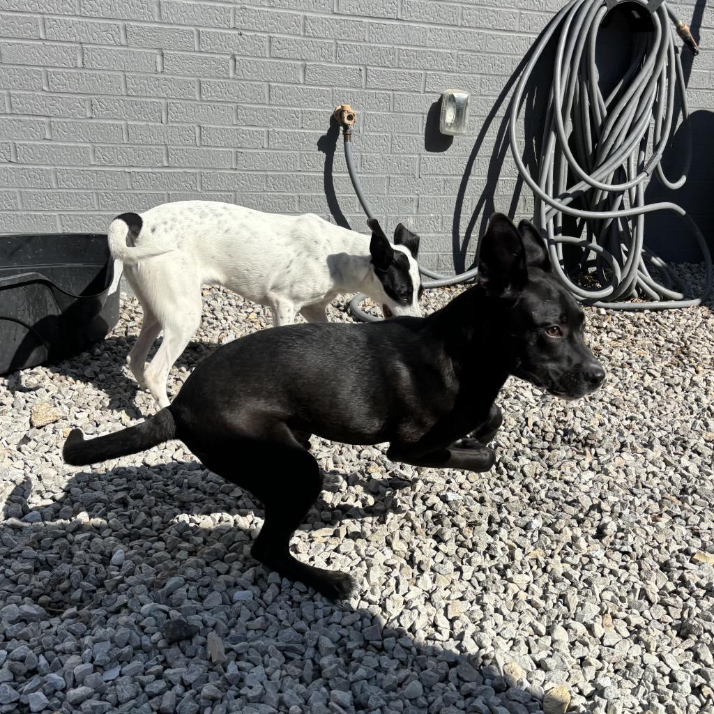 Enlarge Ollie, a Adoptable mixed breed in St. Louis, MO image 3/6