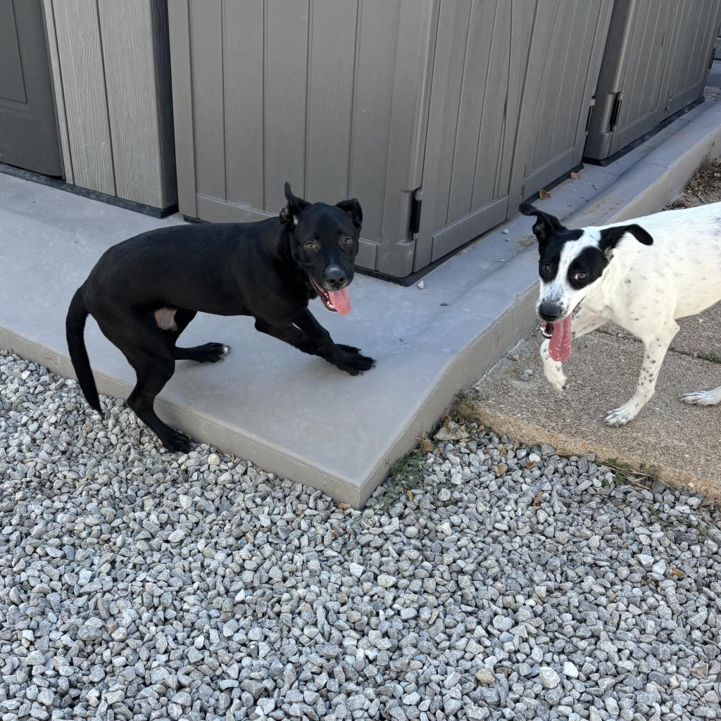 Enlarge Ollie, a Adoptable mixed breed in St. Louis, MO image 2/6