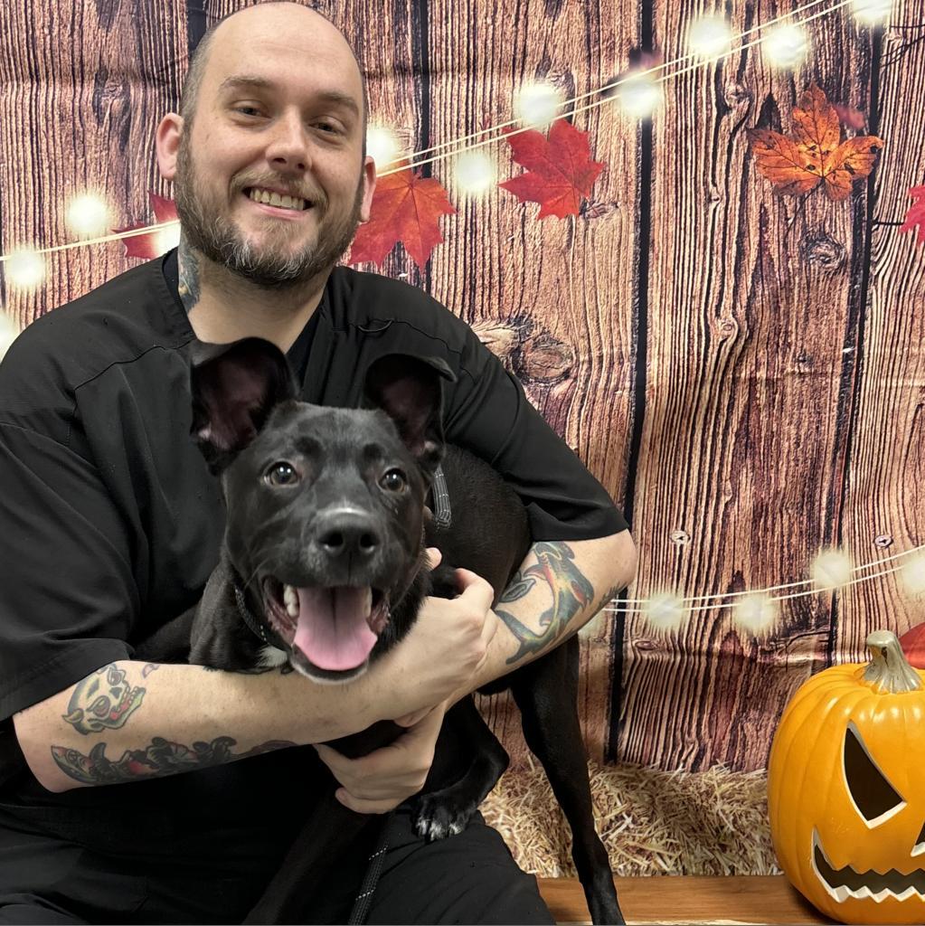 Enlarge Ollie, a Adoptable mixed breed in St. Louis, MO image 4/6