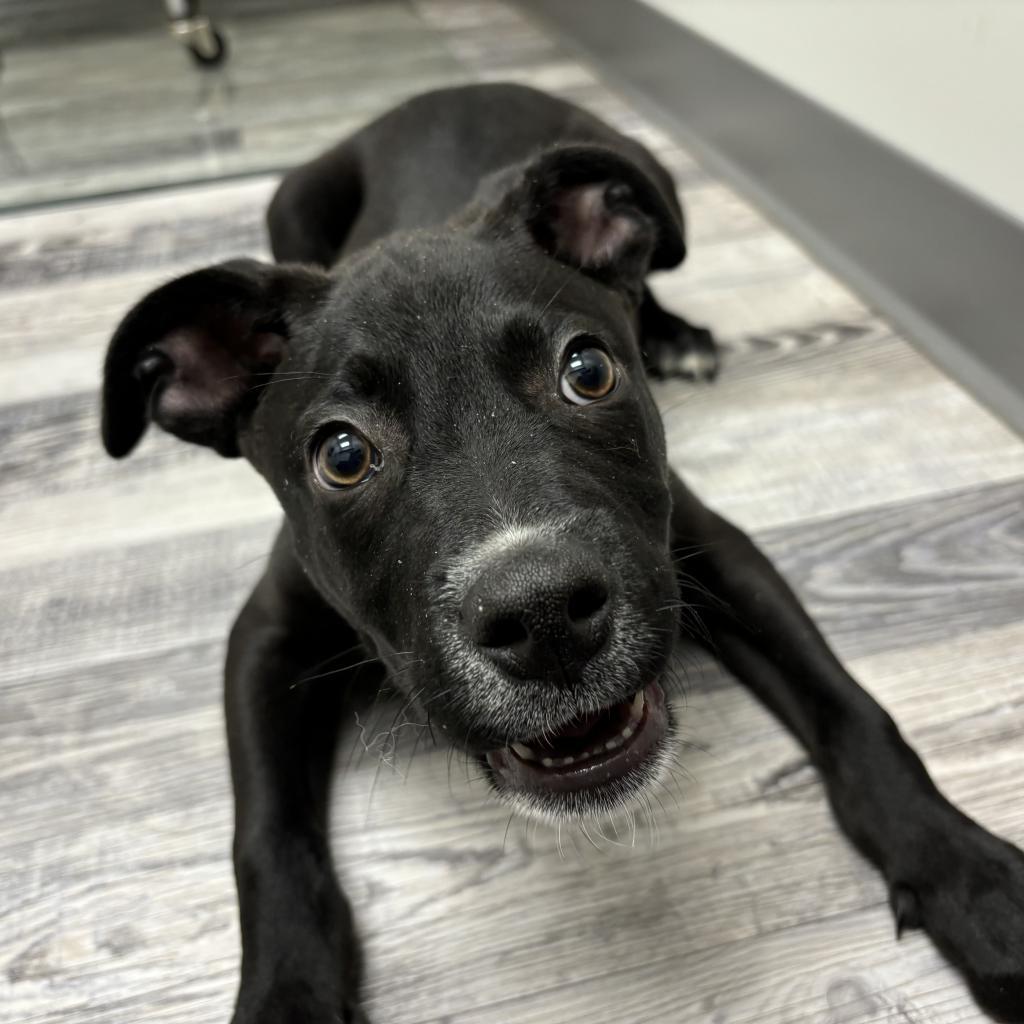 Enlarge Ollie, a Adoptable mixed breed in St. Louis, MO image 6/6