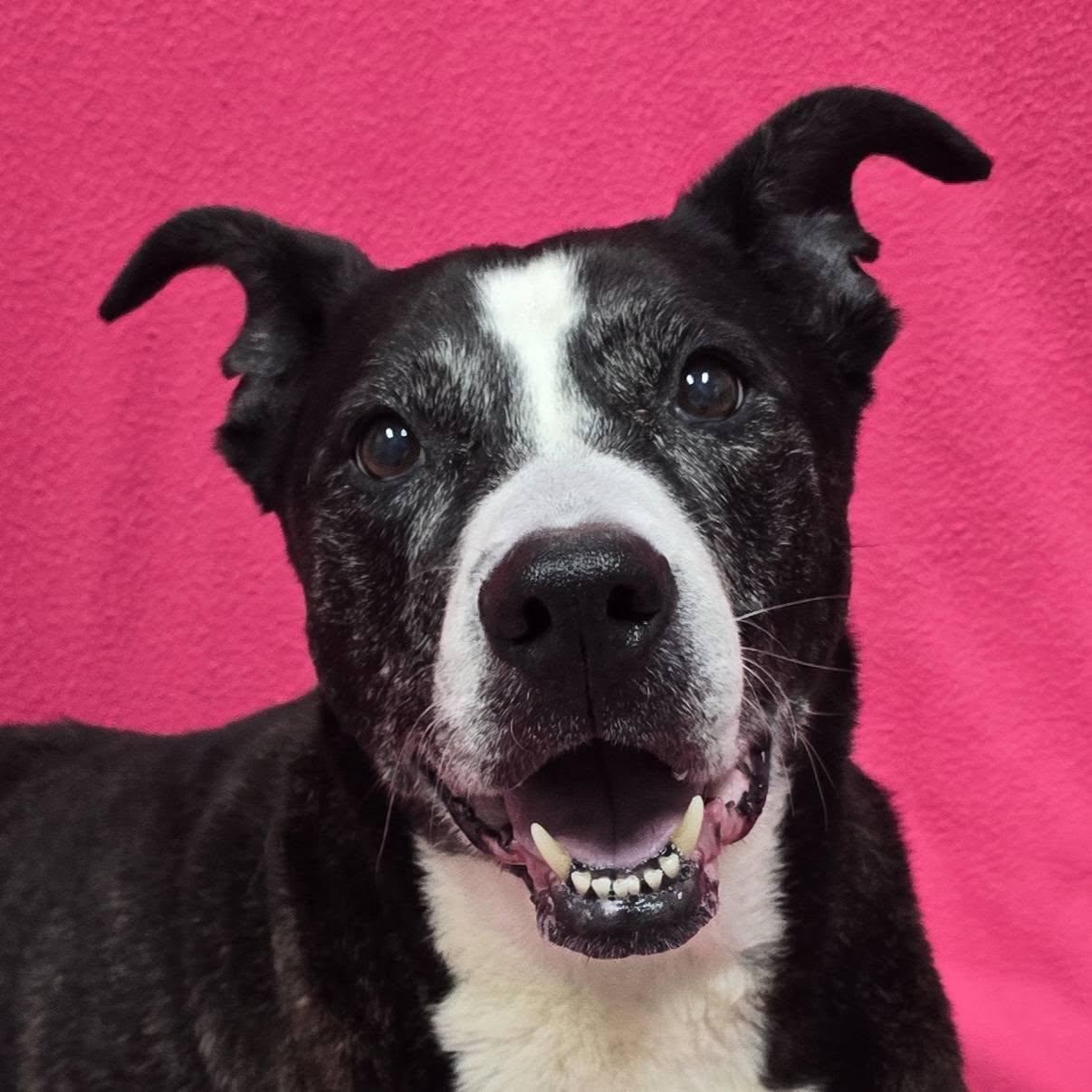Enlarge Coco - IN FOSTER HOME, a Adopted Mixed Breed in Frankfort, IN image 3/4