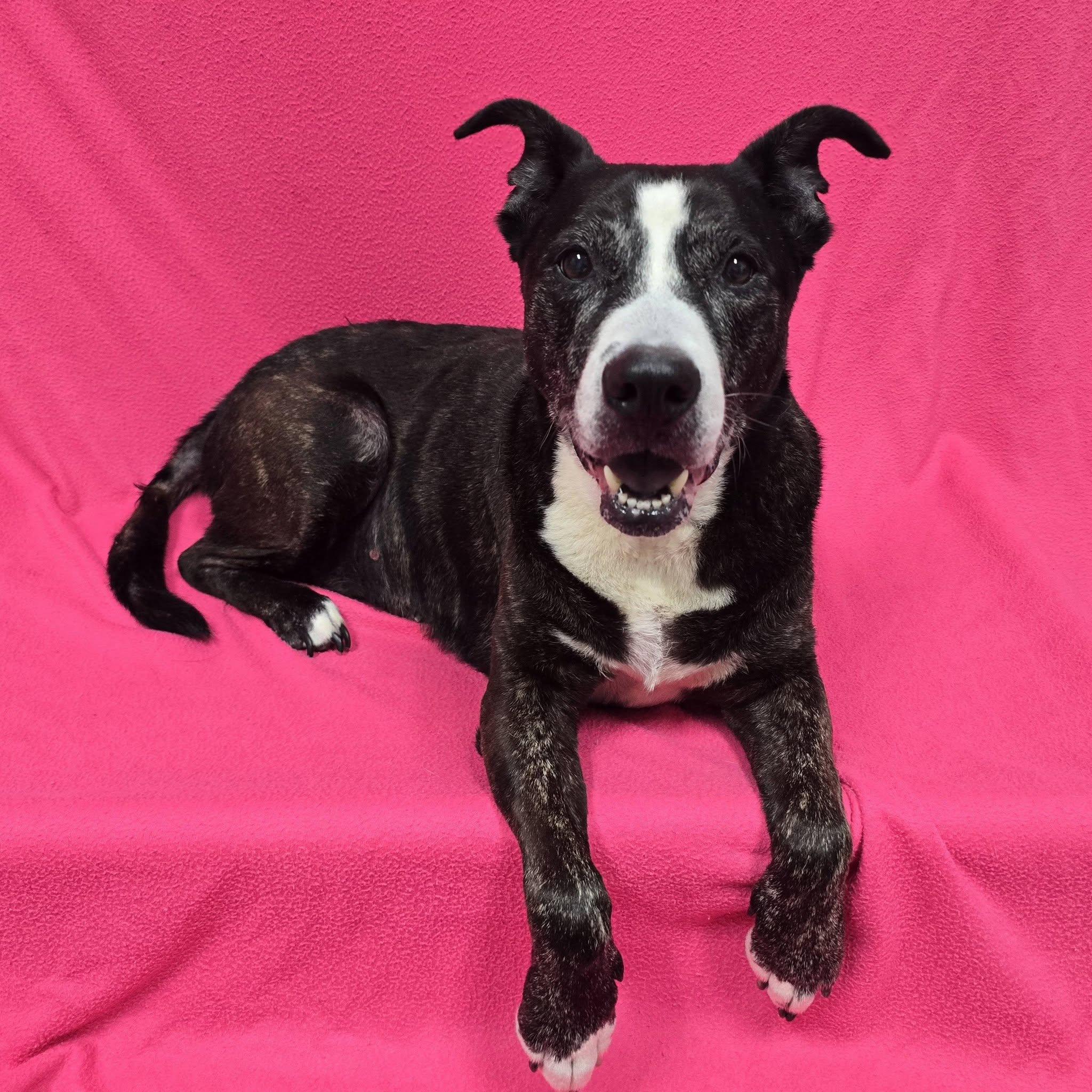 Enlarge Coco - IN FOSTER HOME, a Adopted Mixed Breed in Frankfort, IN image 4/4