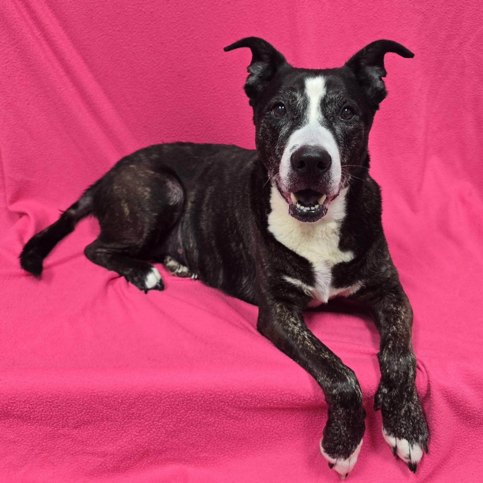 Enlarge Coco - IN FOSTER HOME, a Adopted Mixed Breed in Frankfort, IN image 2/4