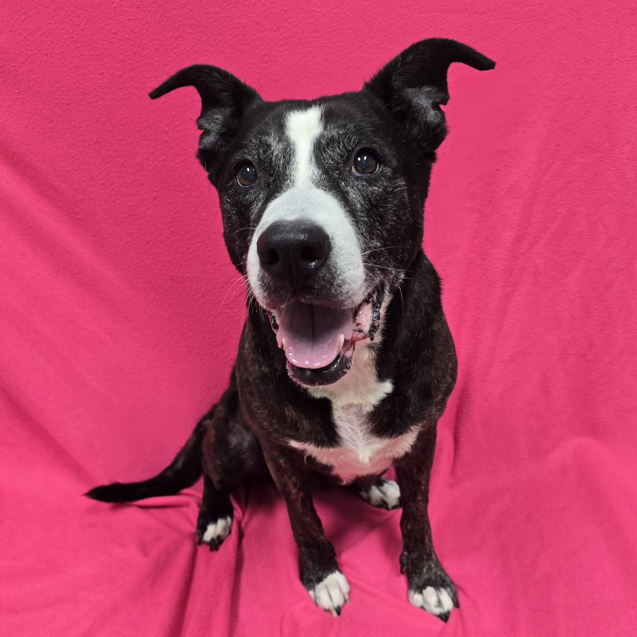 Coco - IN FOSTER HOME, Adopted, Senior Female Mixed Breed.