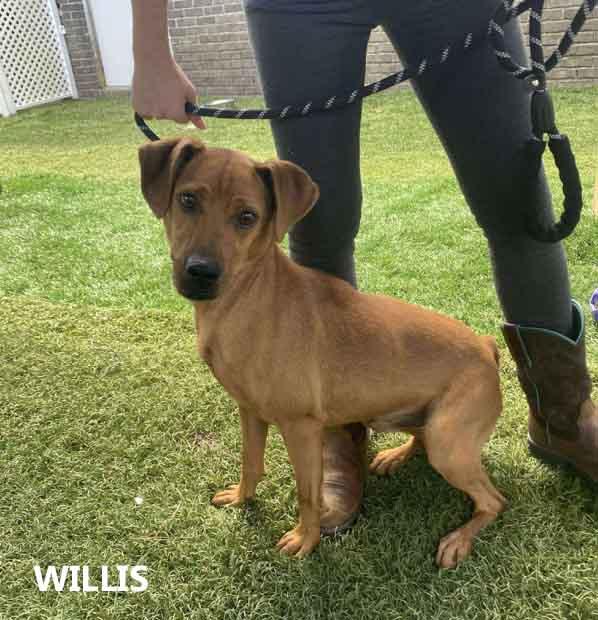 Willis