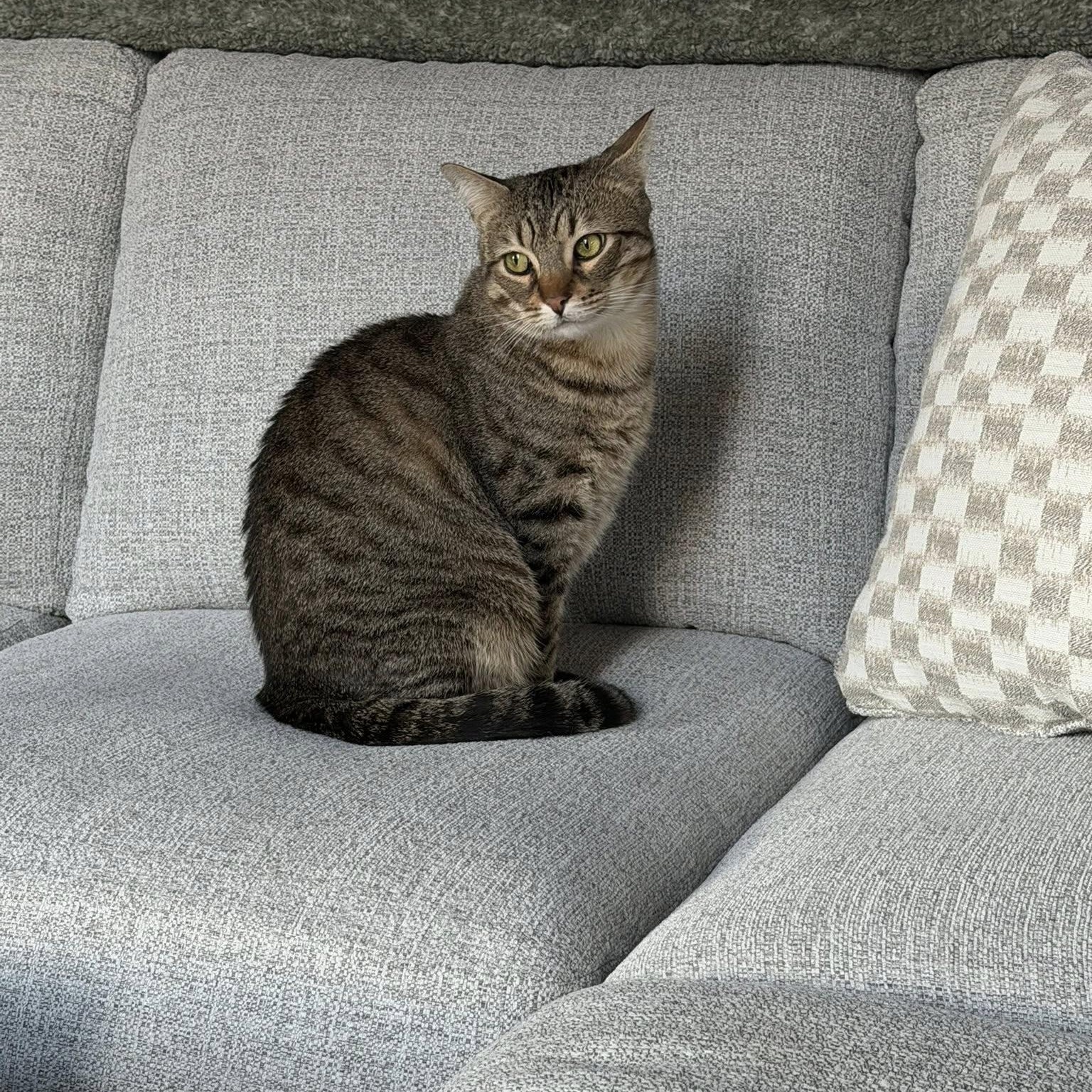 Pistachio , ADOPTABLE, Adult Male Tabby.