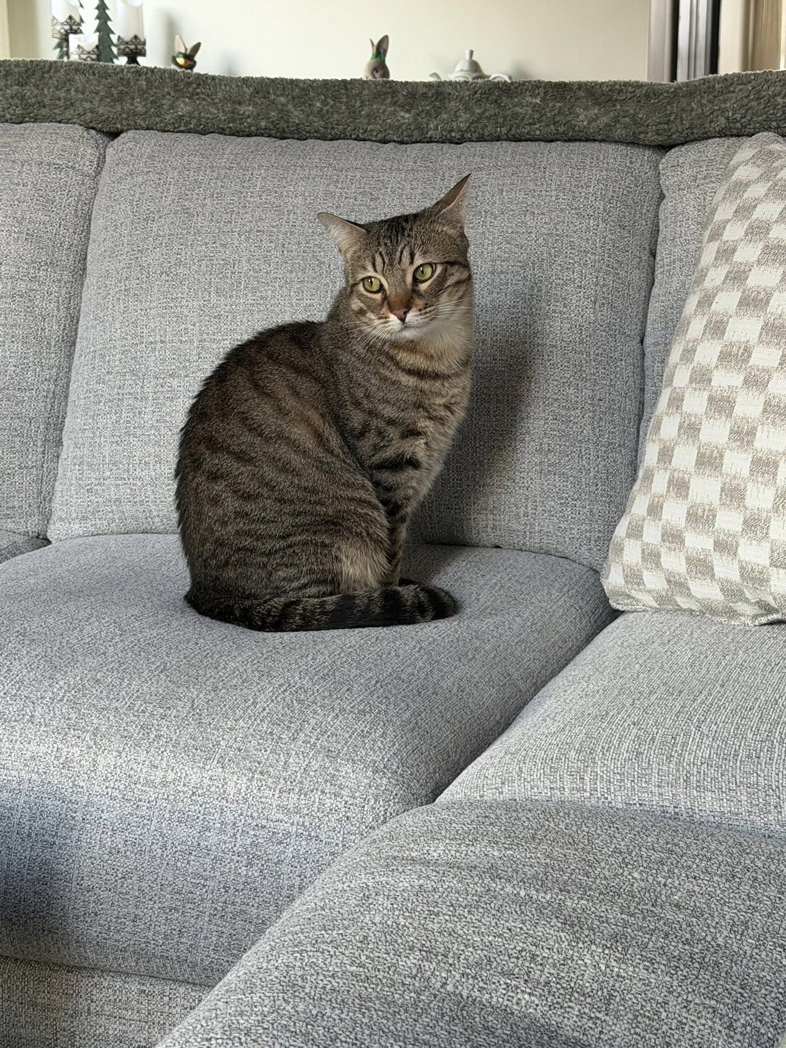 Enlarge Pistachio , a ADOPTABLE Tabby in Independence, OH image 5/5