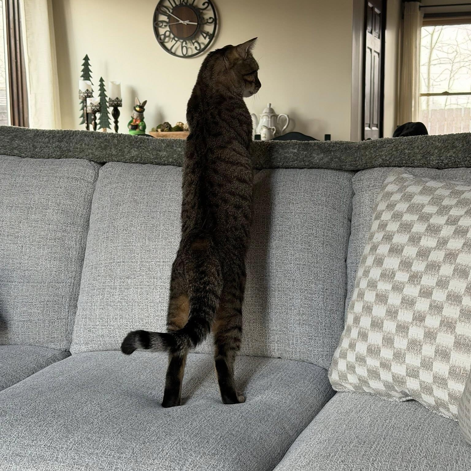 Enlarge Pistachio , a ADOPTABLE Tabby in Independence, OH image 4/5
