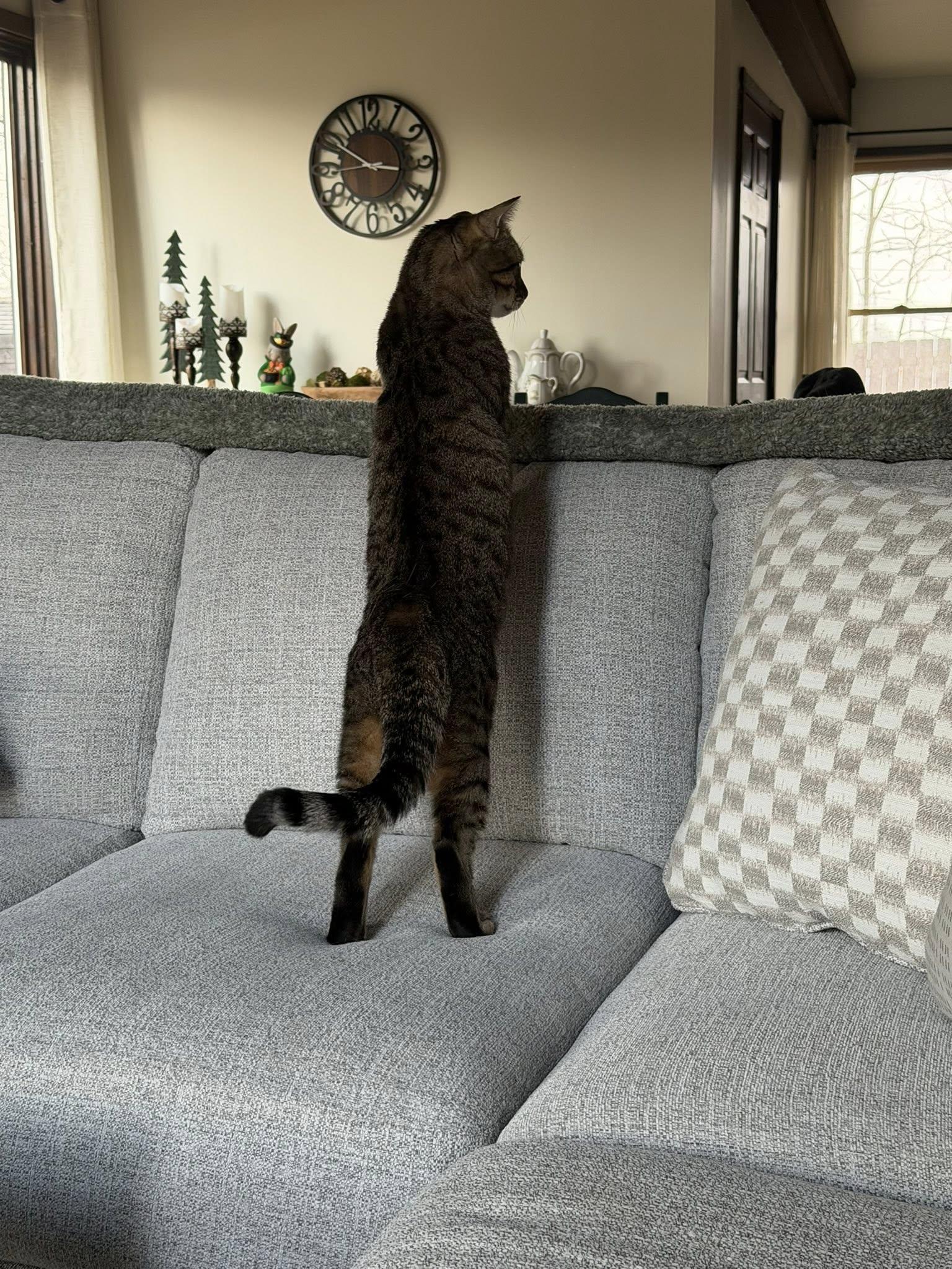 Enlarge Pistachio , a ADOPTABLE Tabby in Independence, OH image 3/5