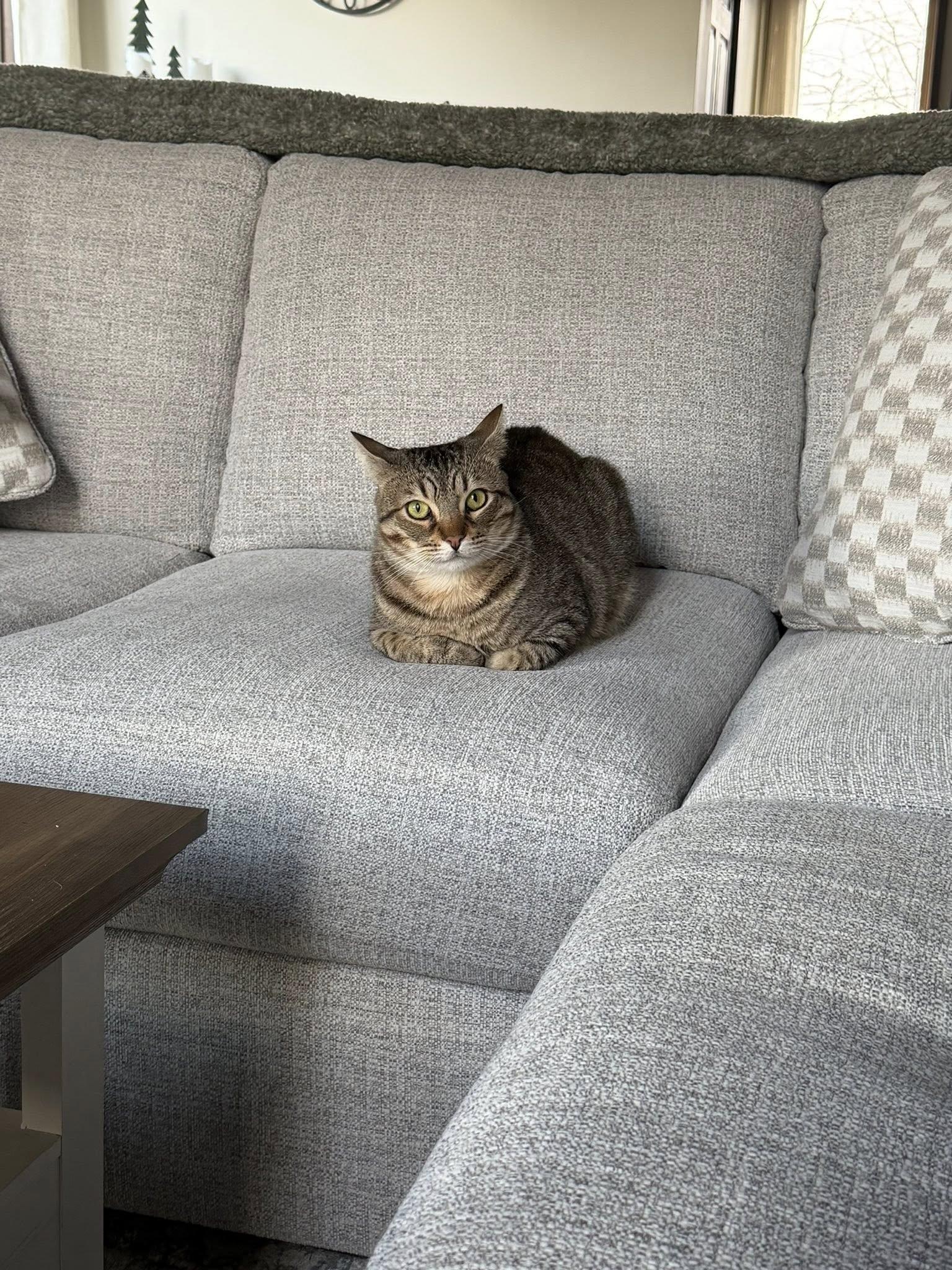 Enlarge Pistachio , a ADOPTABLE Tabby in Independence, OH image 2/5