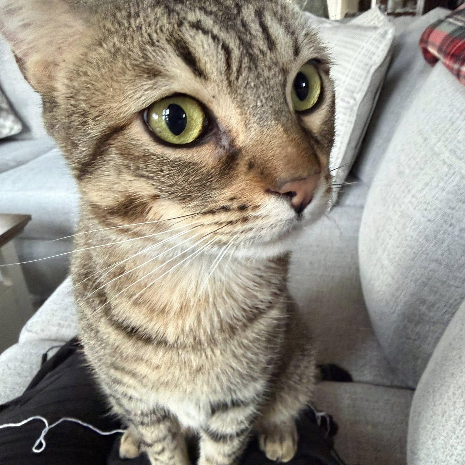 Enlarge Pistachio , a ADOPTABLE Tabby in Independence, OH image 2/5