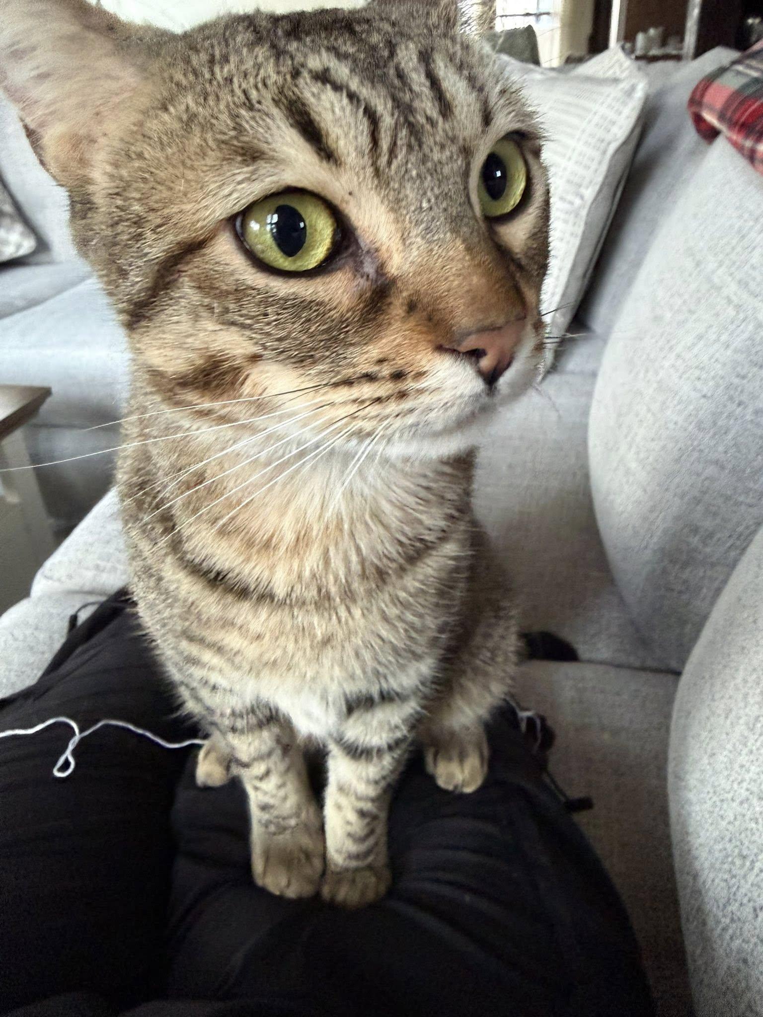 Enlarge Pistachio , a ADOPTABLE Tabby in Independence, OH image 1/5