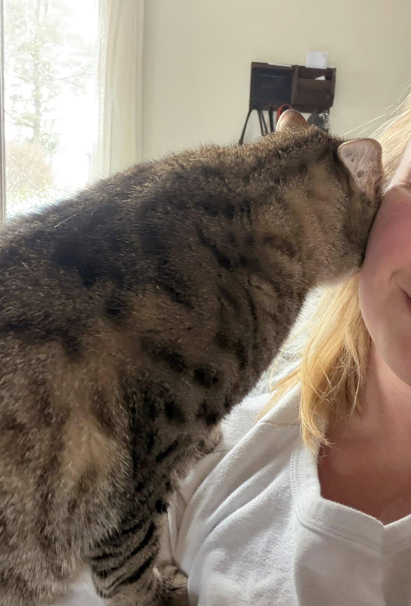 Enlarge Pistachio , a ADOPTABLE Tabby in Independence, OH image 4/5