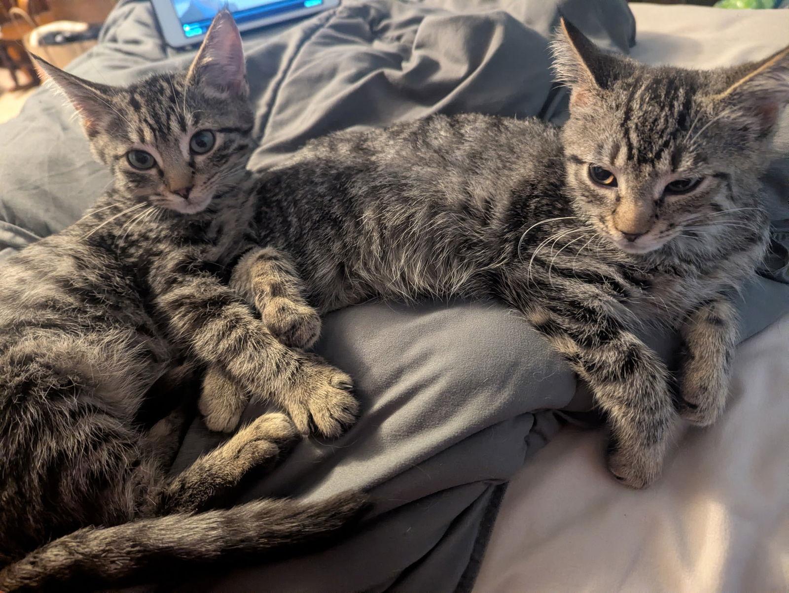 Chip, Adopted, Kitten Male Domestic Short Hair.