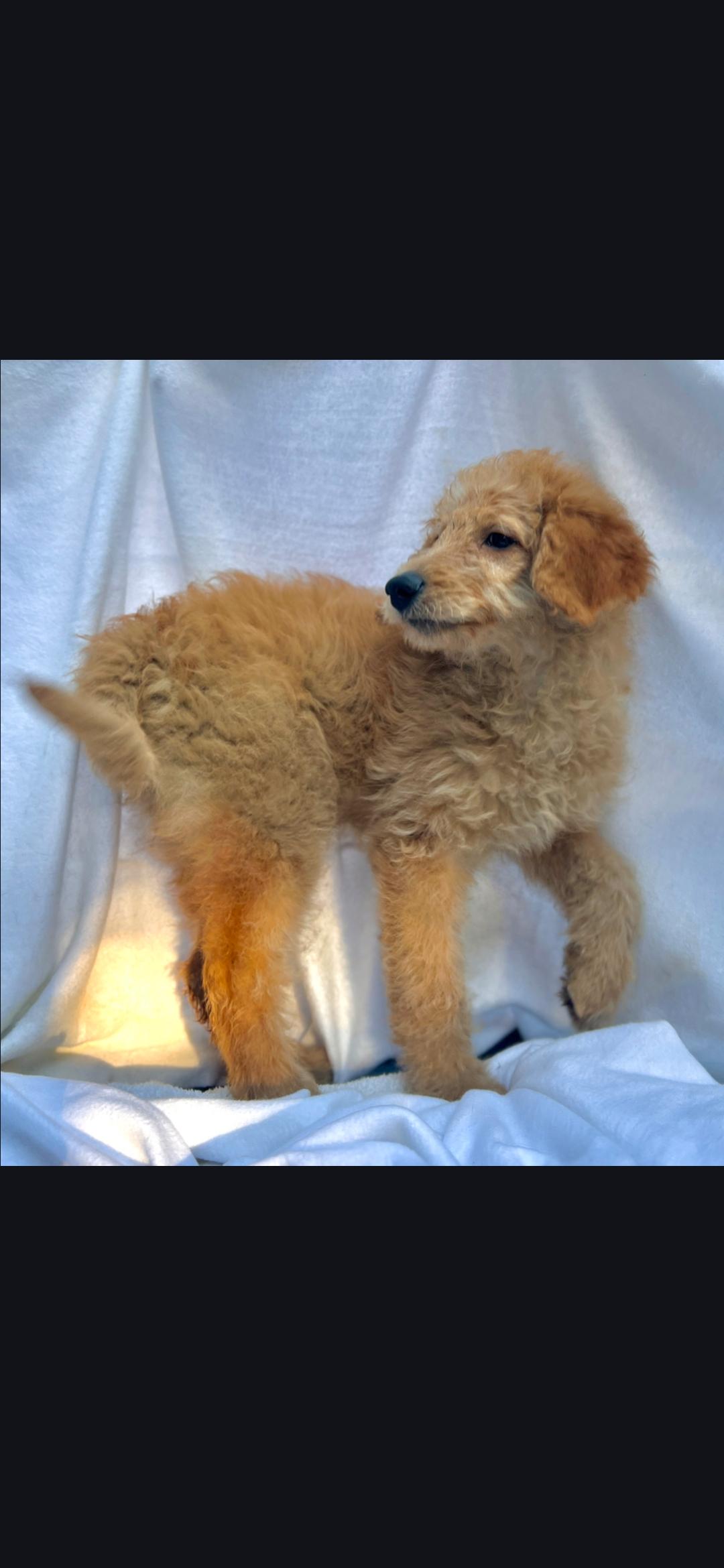 Enlarge Blondie, a ADOPTABLE mixed breed in Hawthorne, CA image 3/4